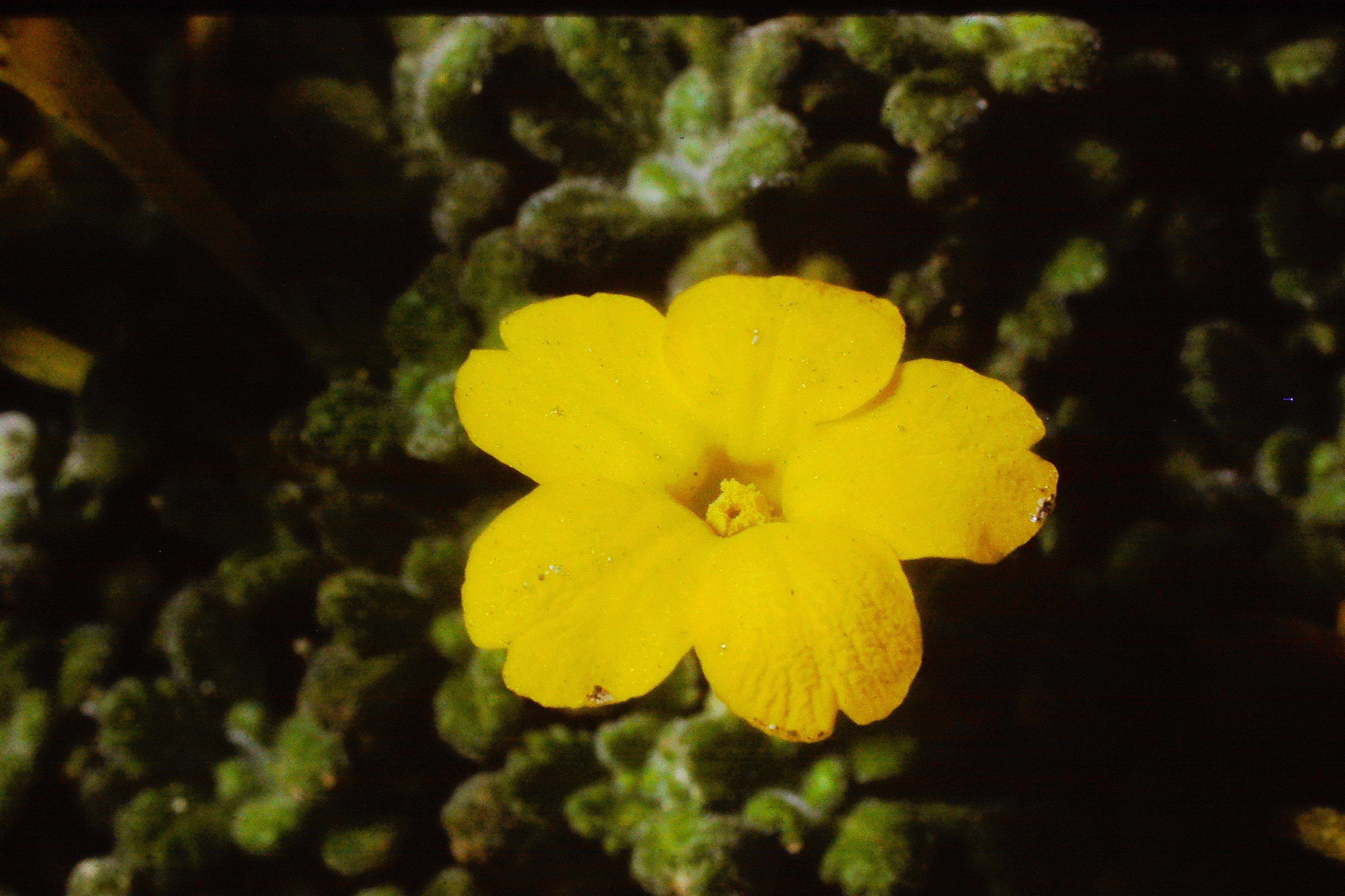 dionysiaaretioidesapr75PICT01576a