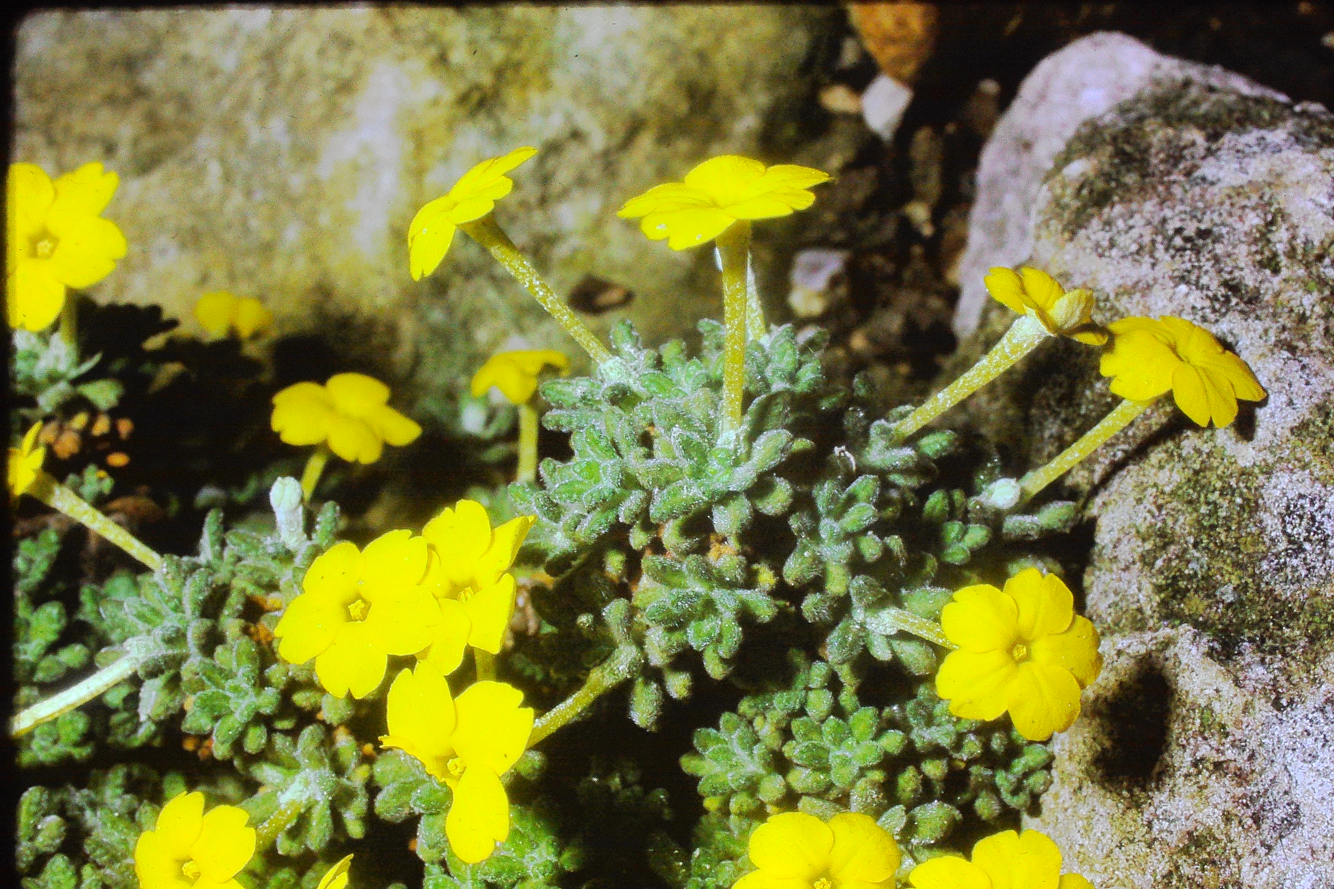 dionysiaaretioidesapr75PICT01589a