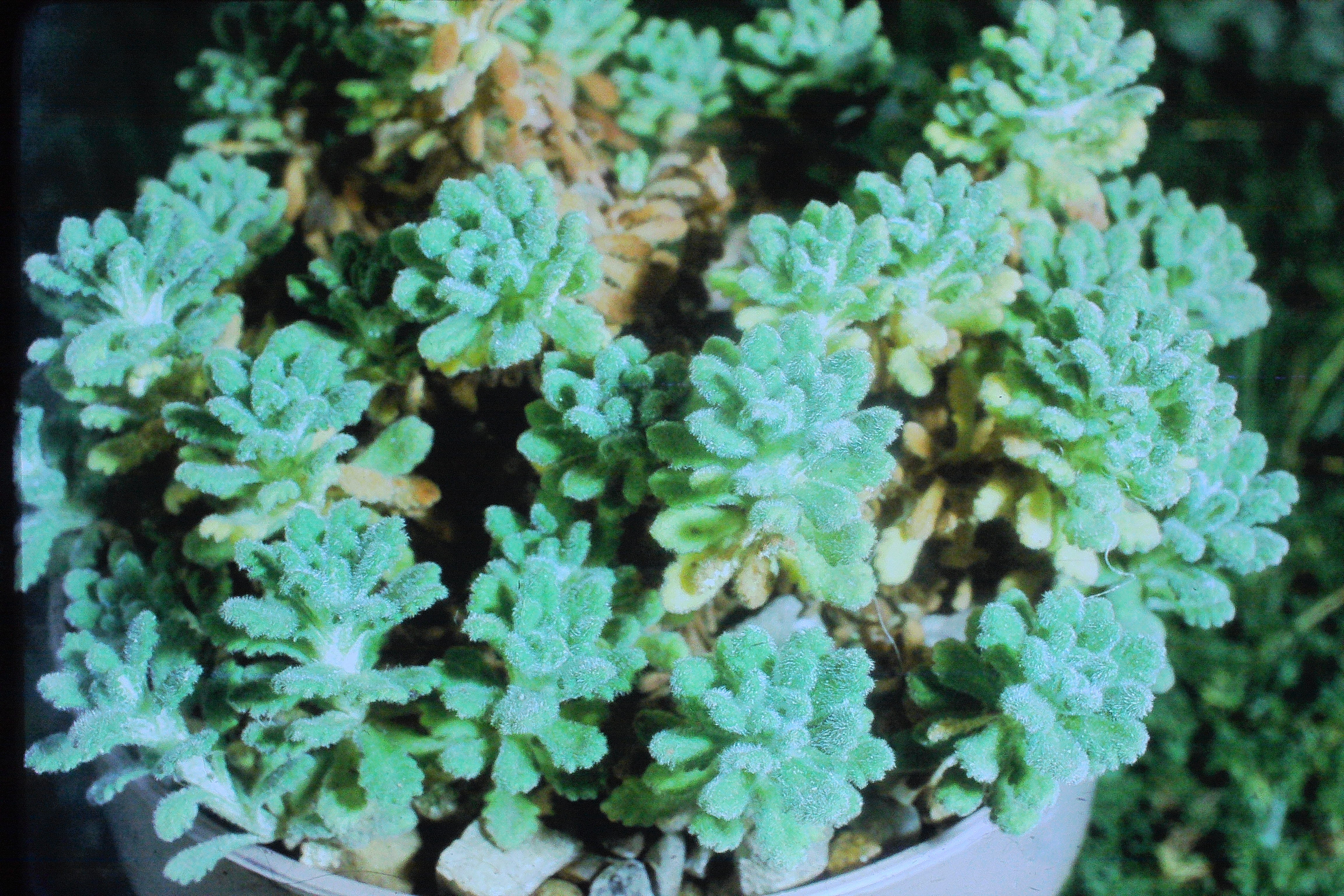 dionysiaaretioidesjan74PICT01562a