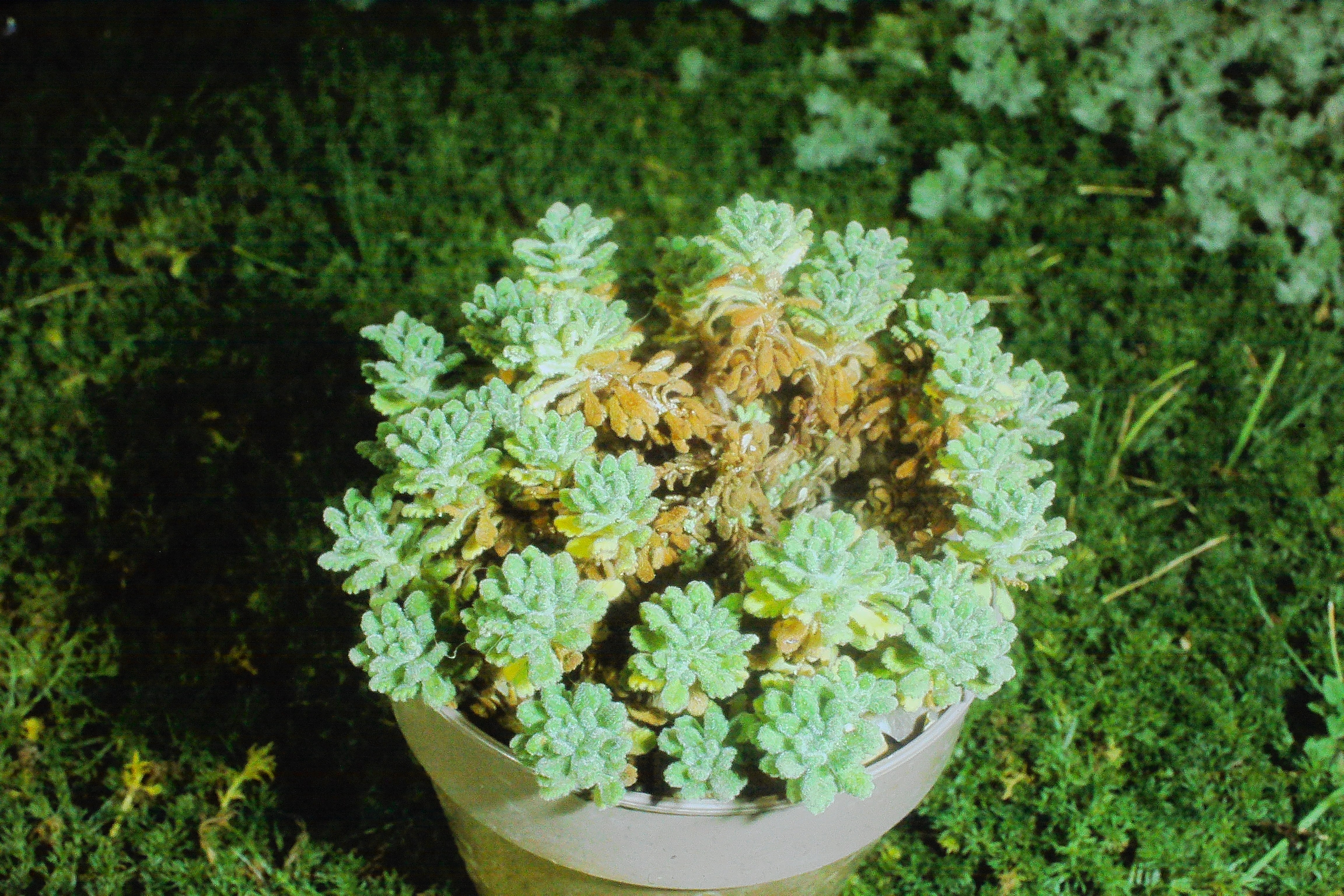 dionysiaaretioidesjan74PICT01584a