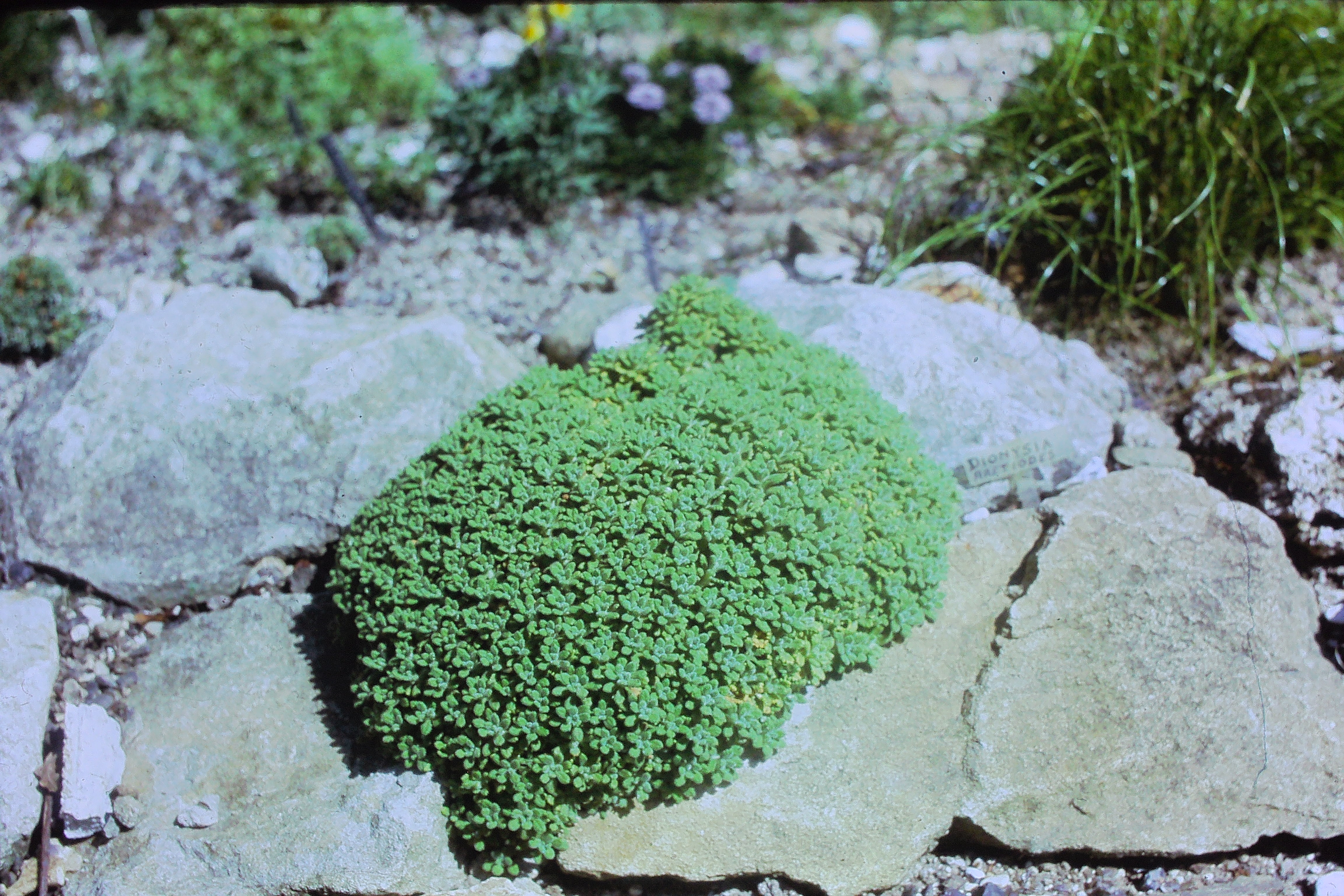 dionysiaaretioidesjul75PICT01588a