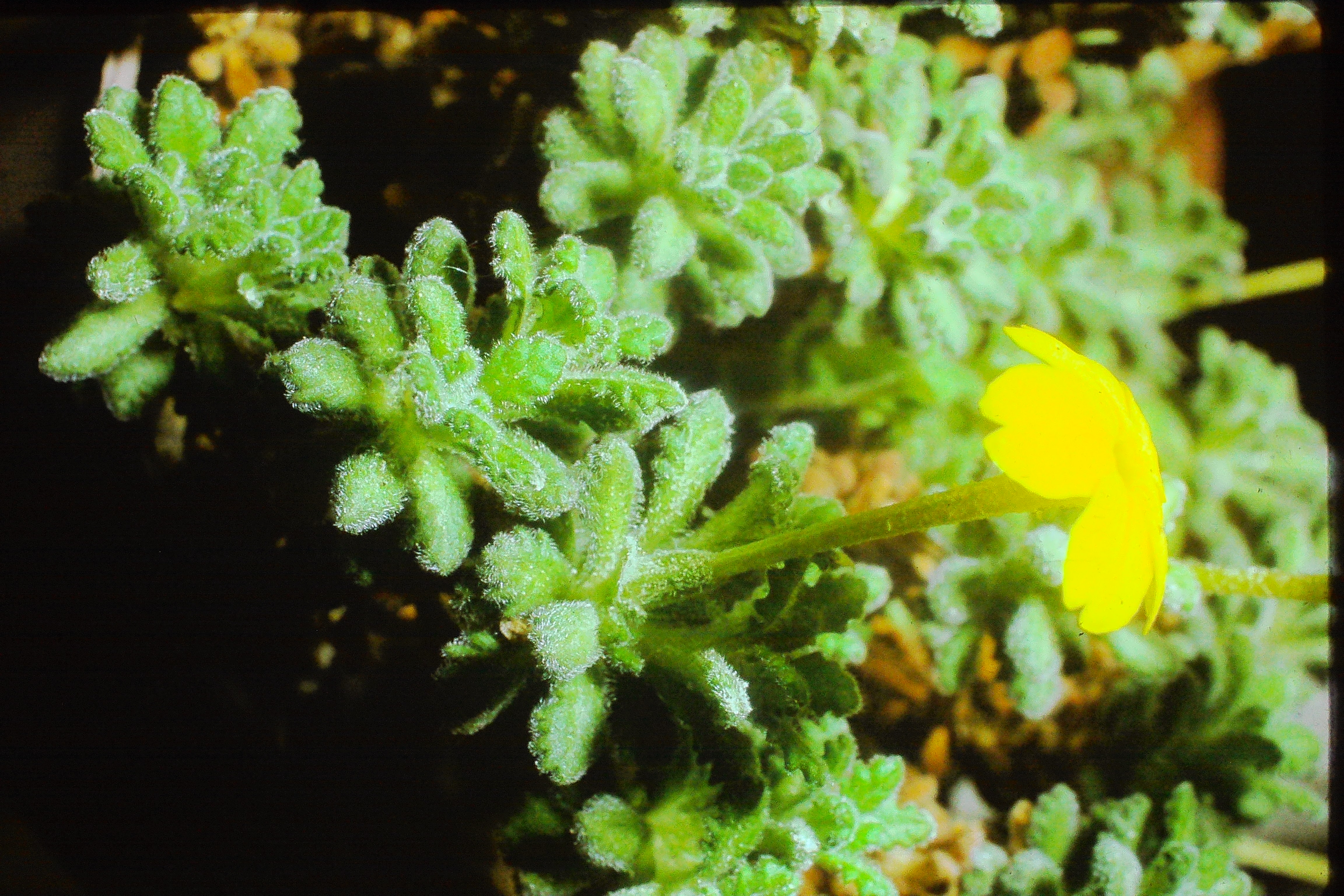 dionysiaaretioidesmar74PICT01556a