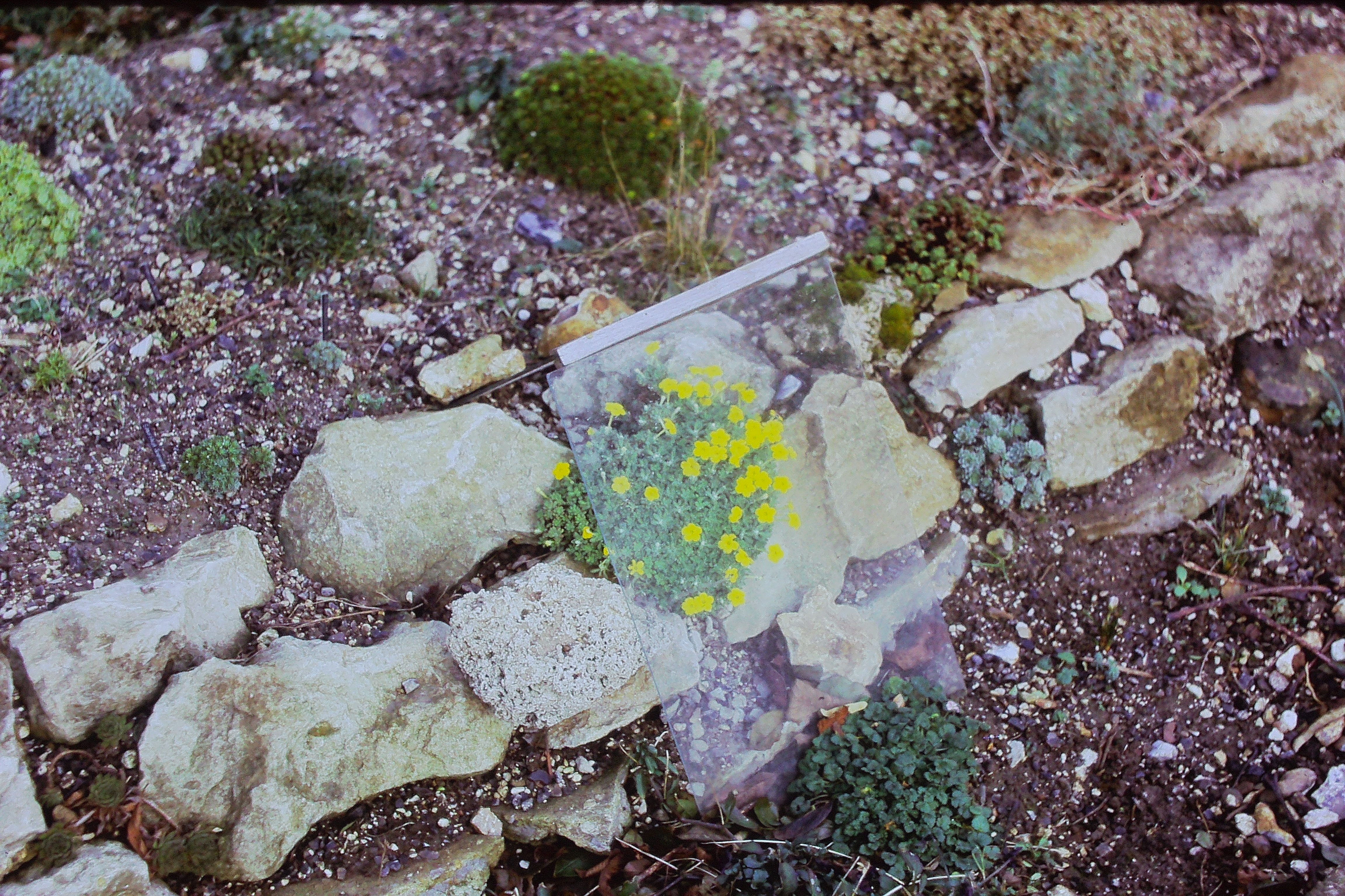 dionysiaaretioidesoneyearingardenmay75PICT01585a