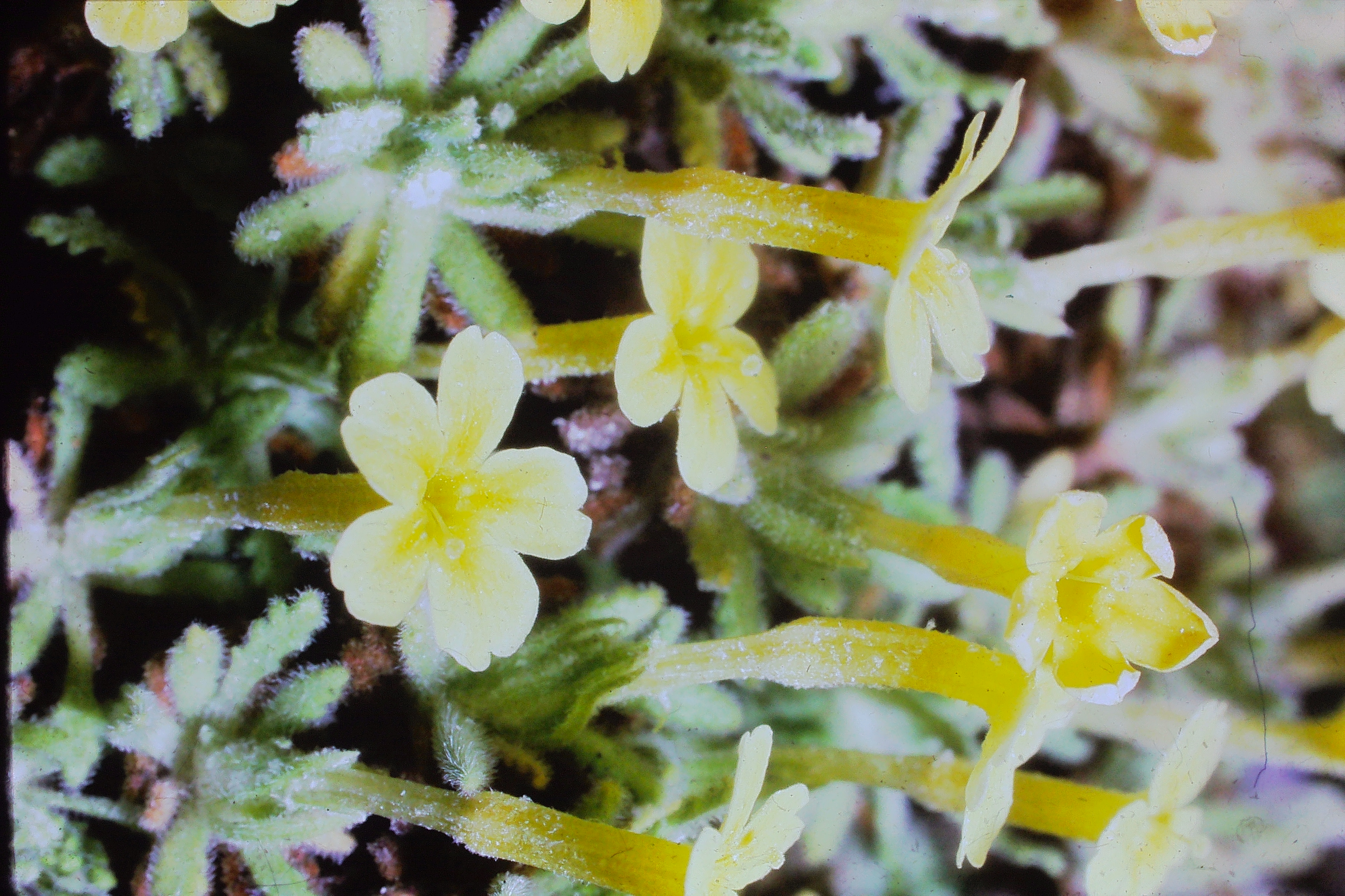 dionysiaoreodoxa19469atwisleyPICT01600a