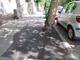 guernseymaturetreesurroundedbytarmac1a