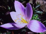 rrcPICT01315indexcrocusspeciosusfoord