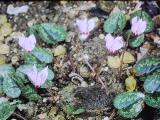 rrcPICT01351indexcyclamenciliciumfoord