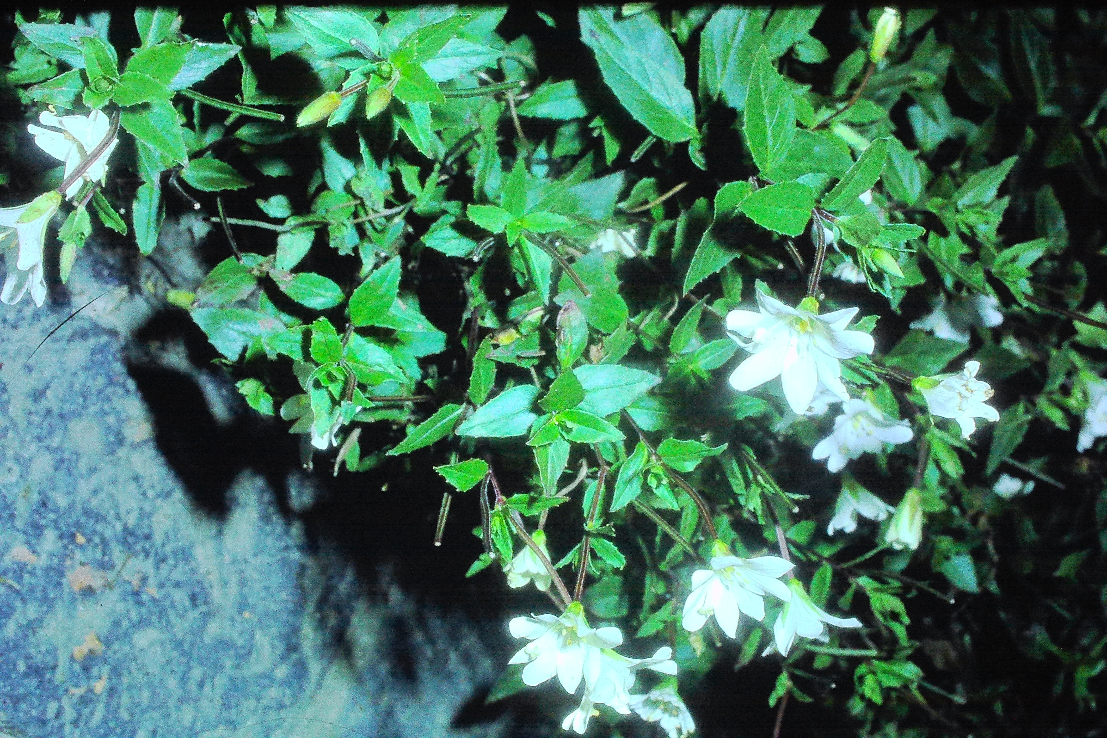 epilobiumglabbellumoct78PICT01731a