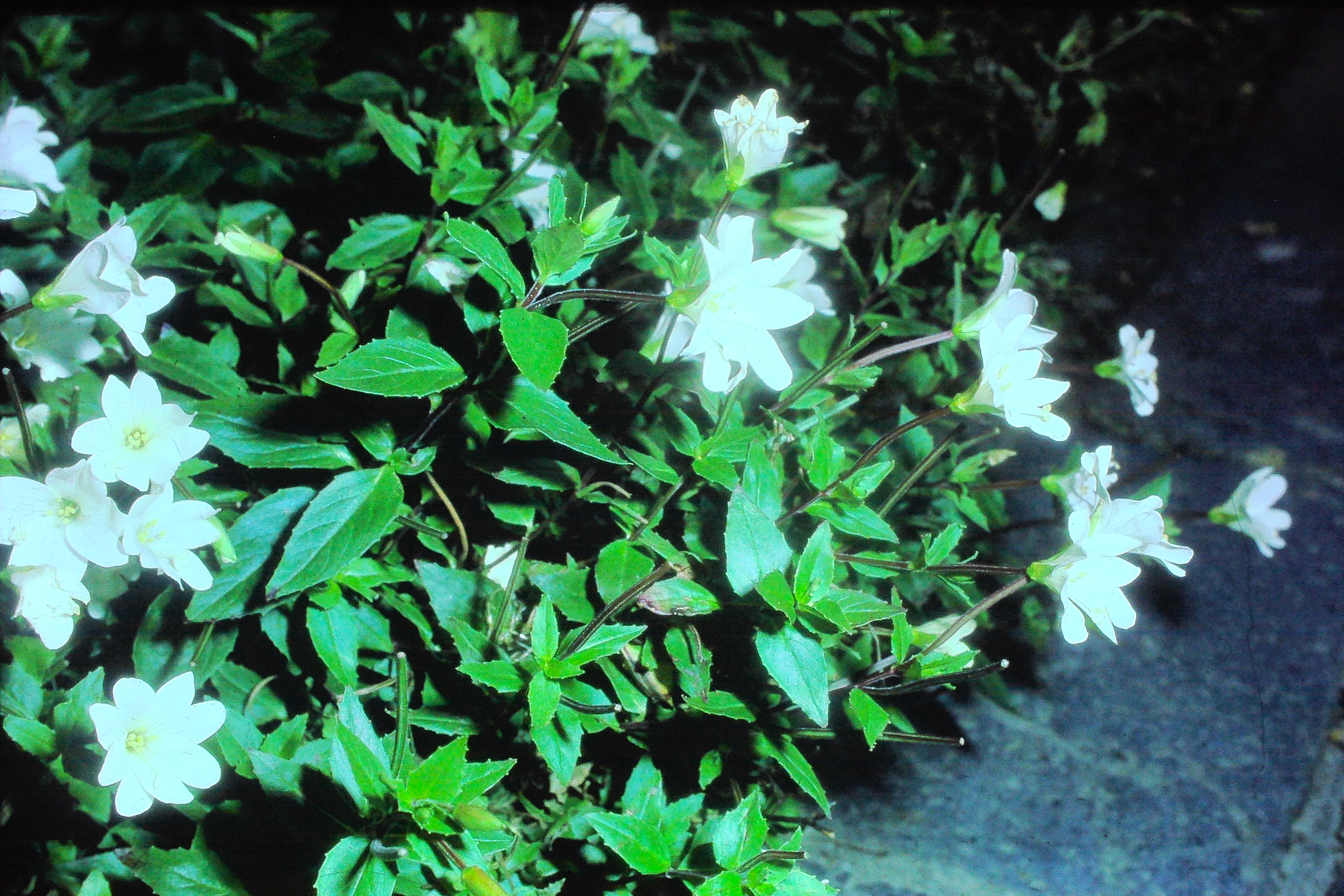 epilobiumglabbellumoct78PICT01733a