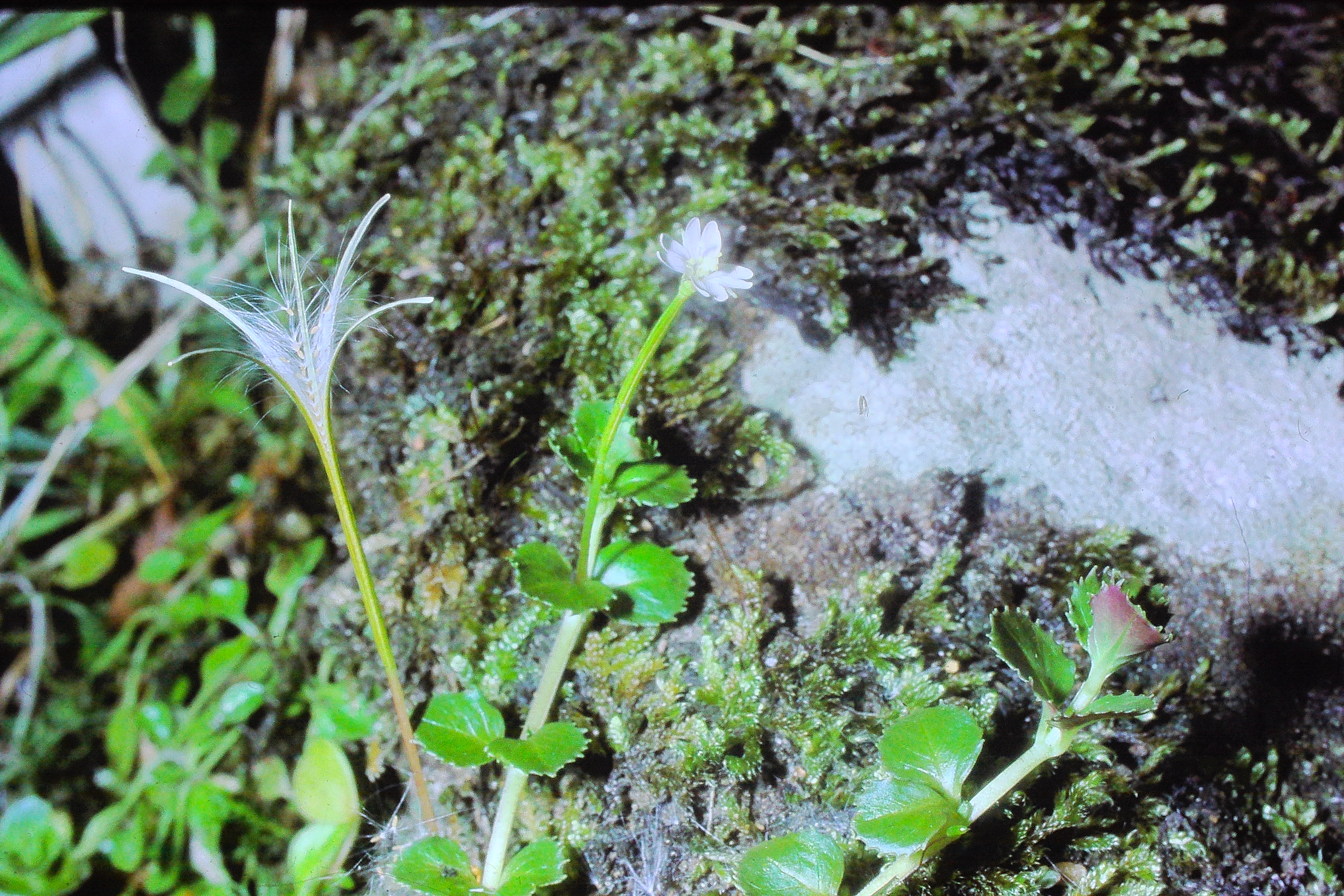 epilobiumpeduncularesep78PICT01741a