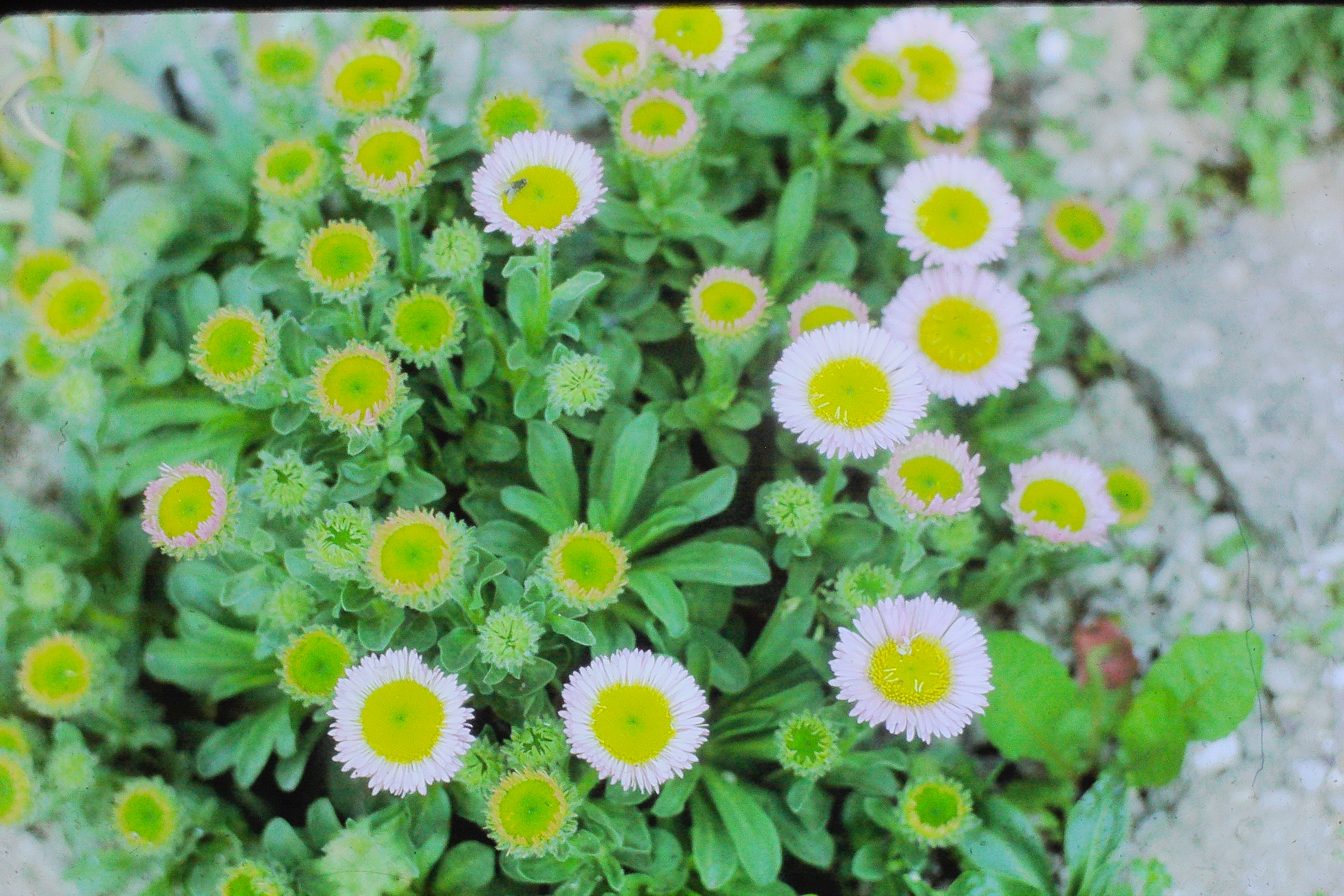 erigeronglaucusPICT01761a