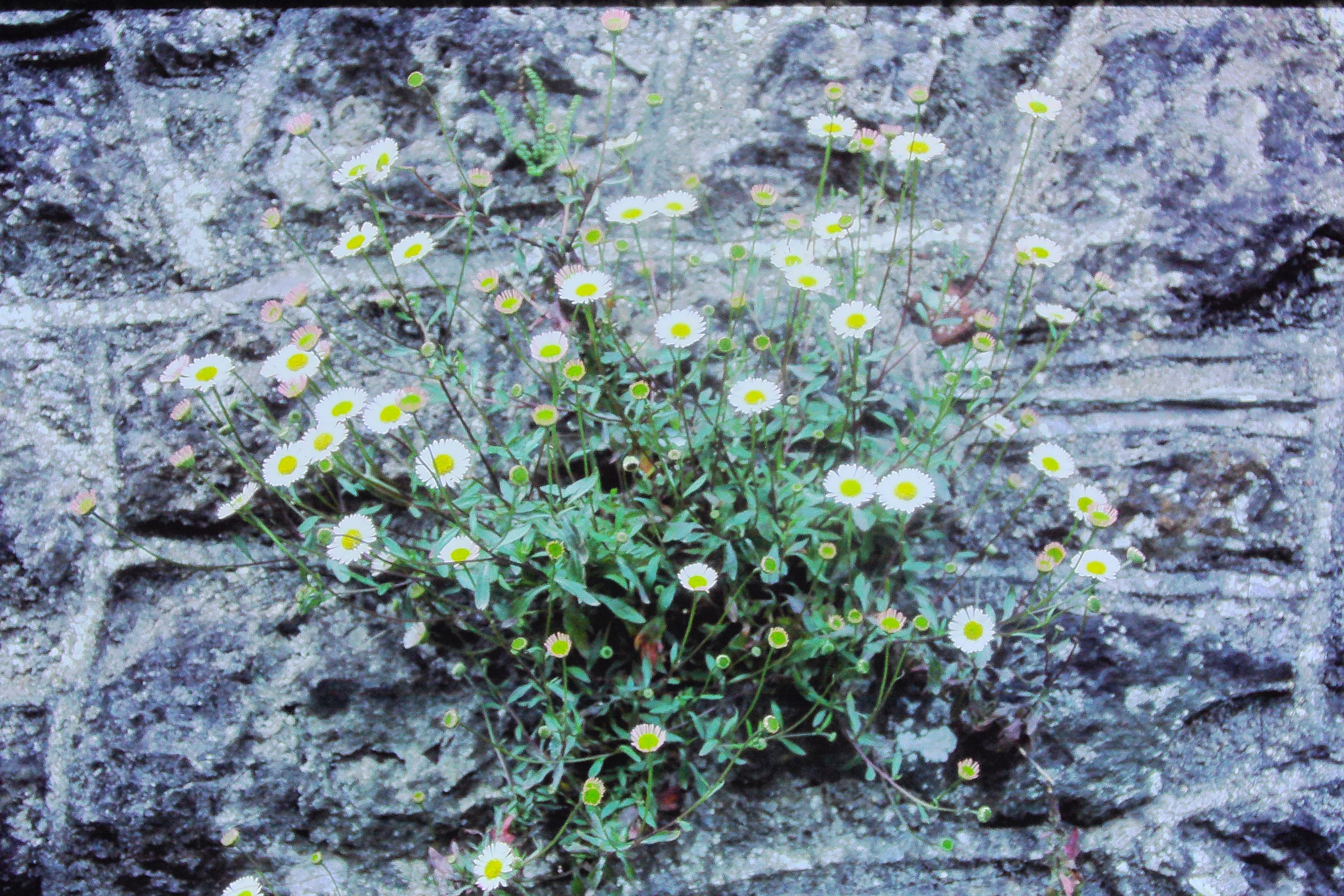 erigeronmucronatusjun84ashburtonPICT01771a