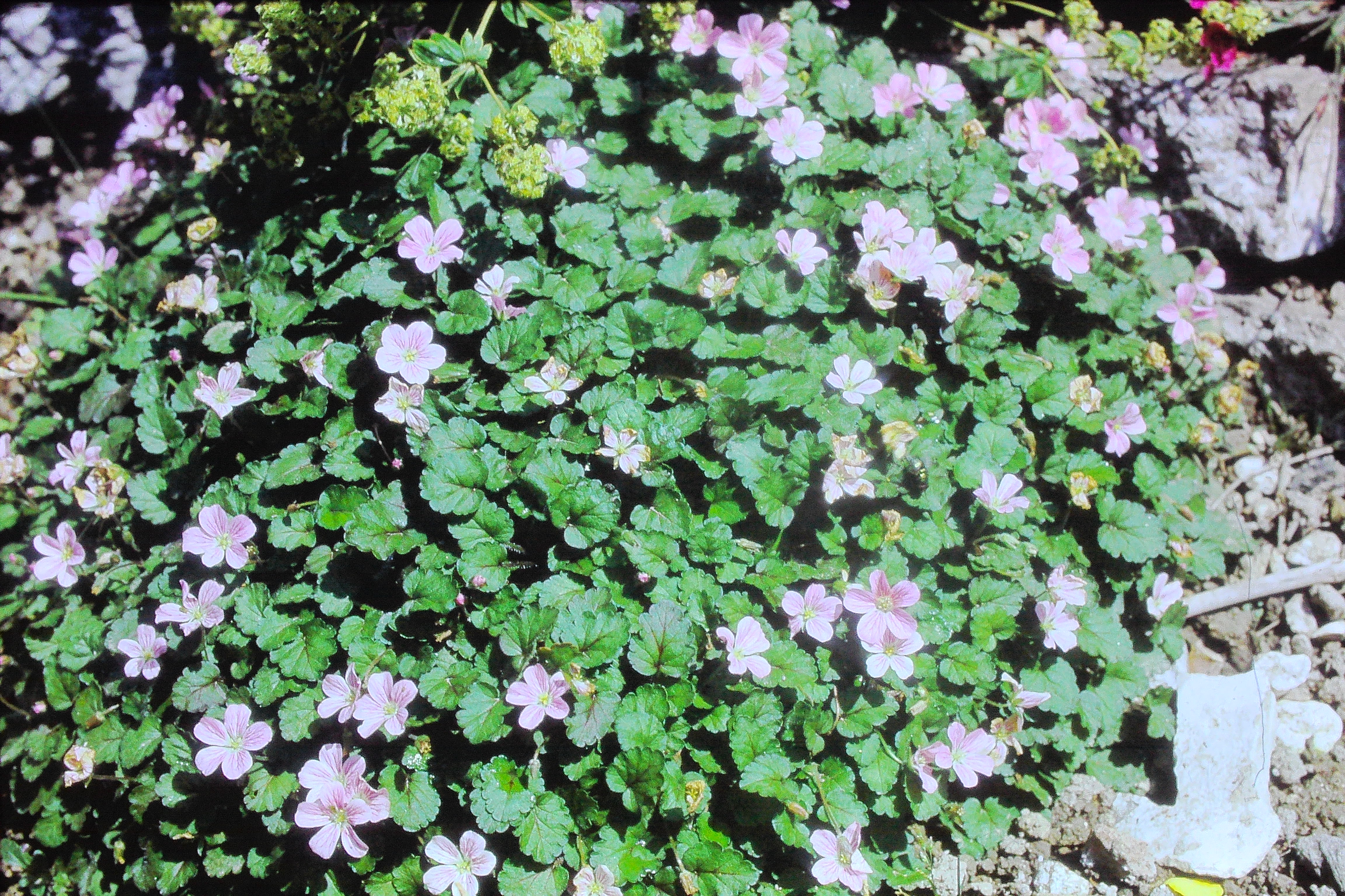 erodiumreichardichamaedryoidesroseumjun72PICT01806a