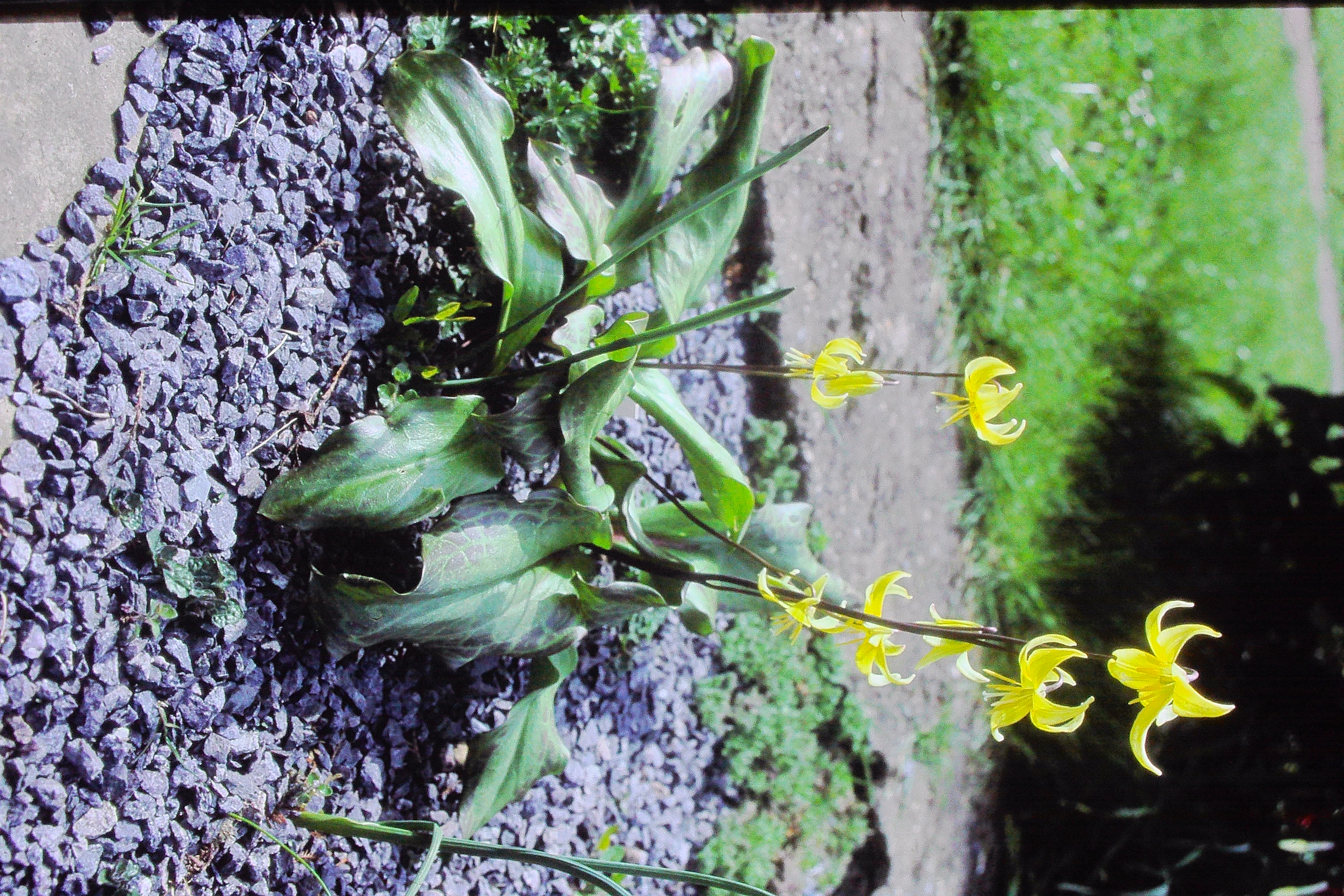 erythroniumpagodaPICT01831a
