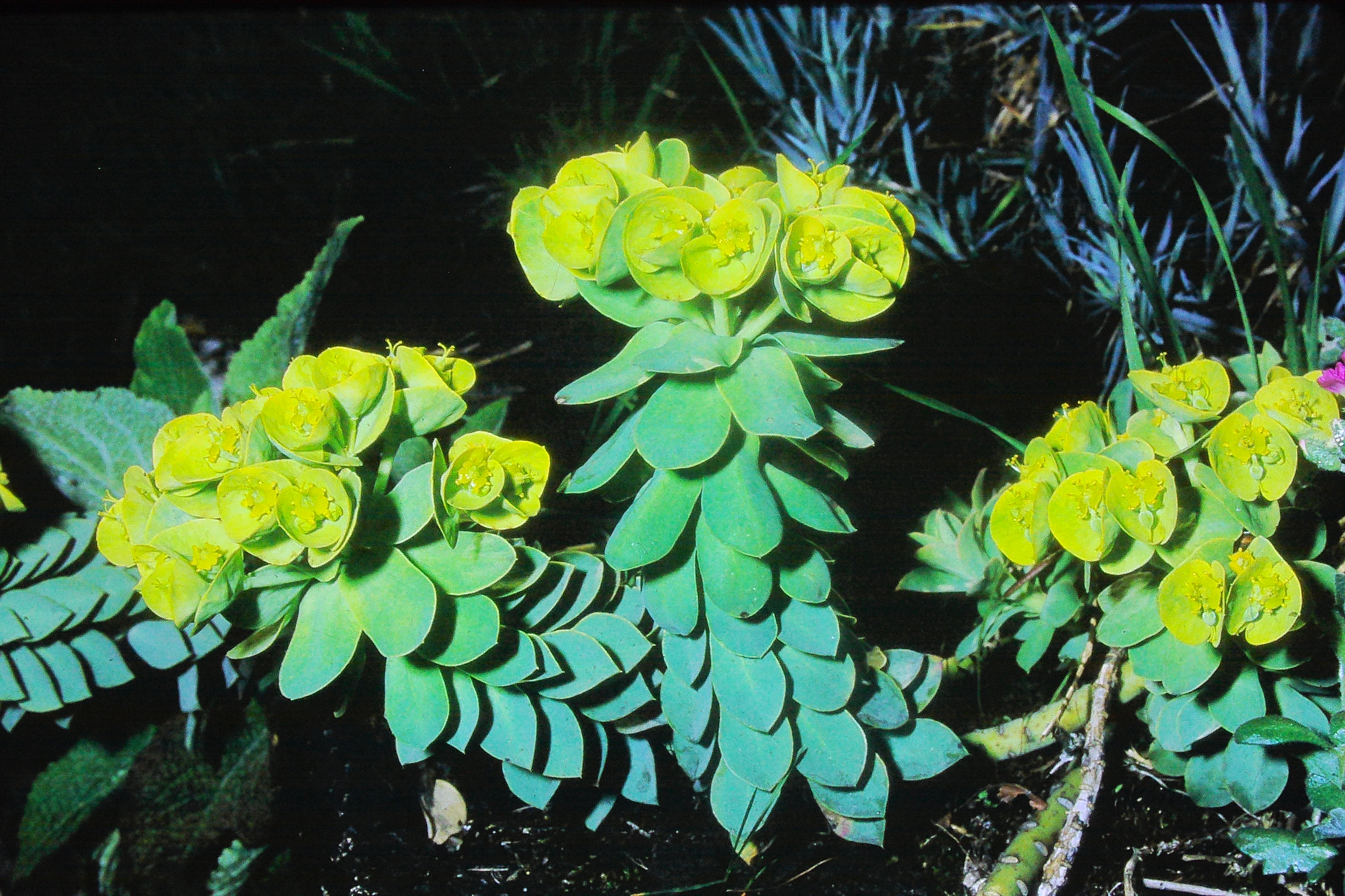 euphorbiamyrsinitesmay68ingardenPICT01886a