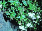 rrcPICT01731indexepilobiumglabbellumoct78foord