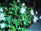 rrcPICT01733indexepilobiumglabbellumoct78foord
