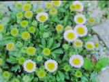 rrcPICT01761indexerigeronglaucusfoord