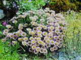 rrcPICT01767indexerigeronglaucusjul72foord