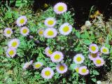 rrcPICT01769indexerigeronglaucusaug69foord