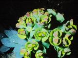rrcPICT01870indexeuphorbiamyrsinites18470foord