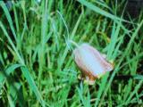 rrcPICT01940indexfritillariaacmopetala28468foord