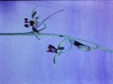 rrcPICT01959indexfritillariabrandegeifoord