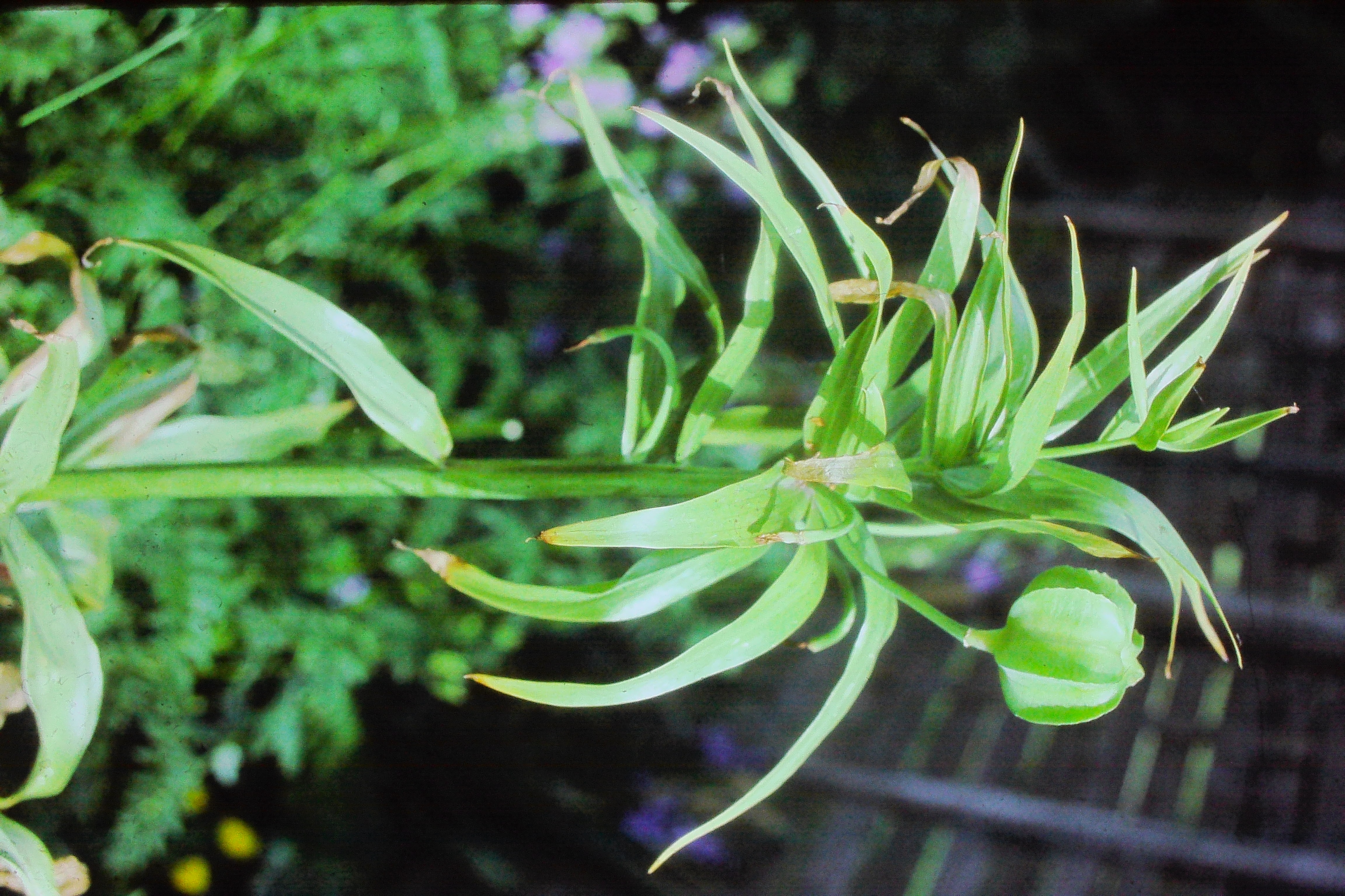 fritillariaimperialislutea0785seedPICT02011a