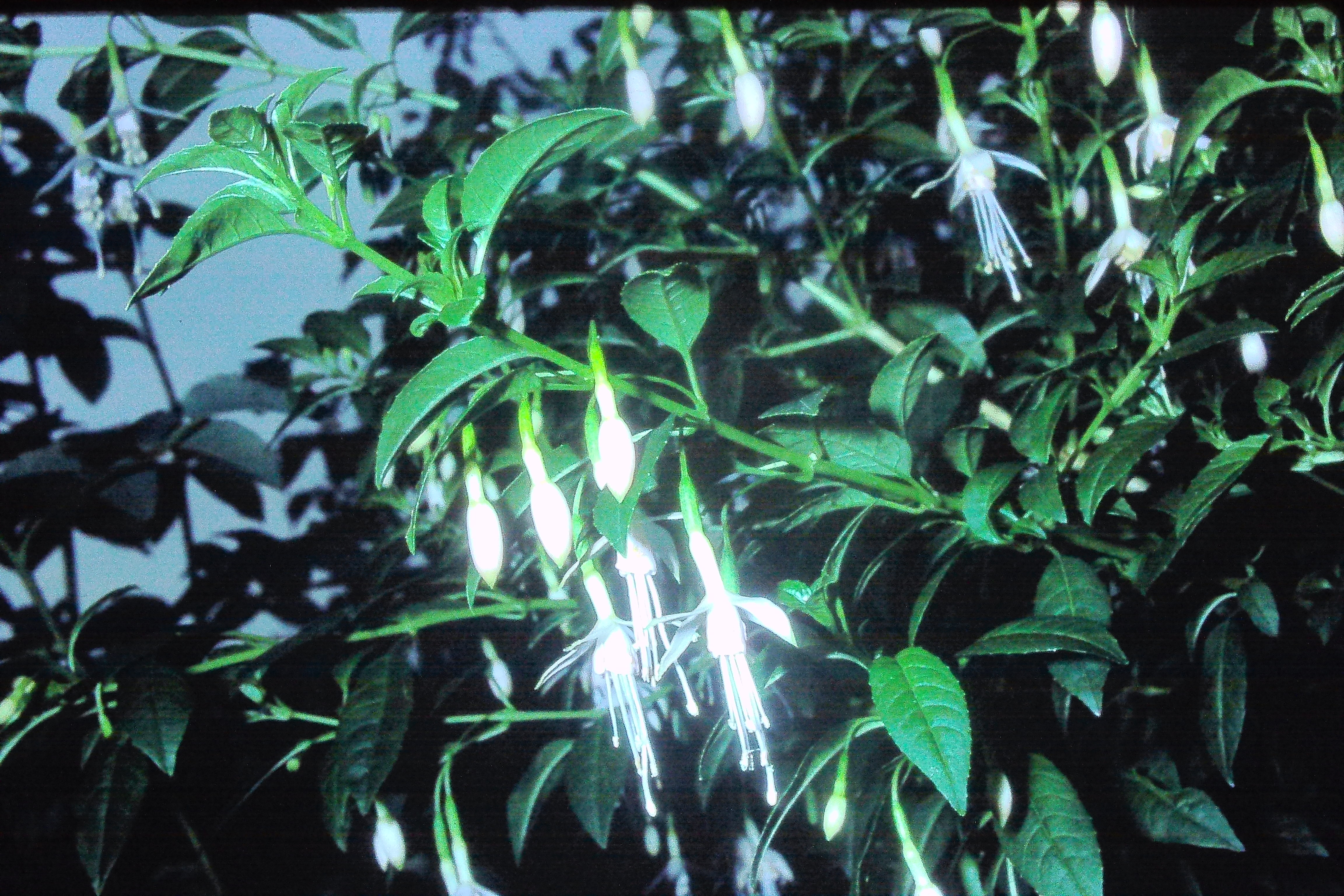 fuchsiamagellanicaalbaoct78insissinghurstcastlegardenPICT02063a
