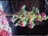 fuchsiastandardfuchsiaPICT02046