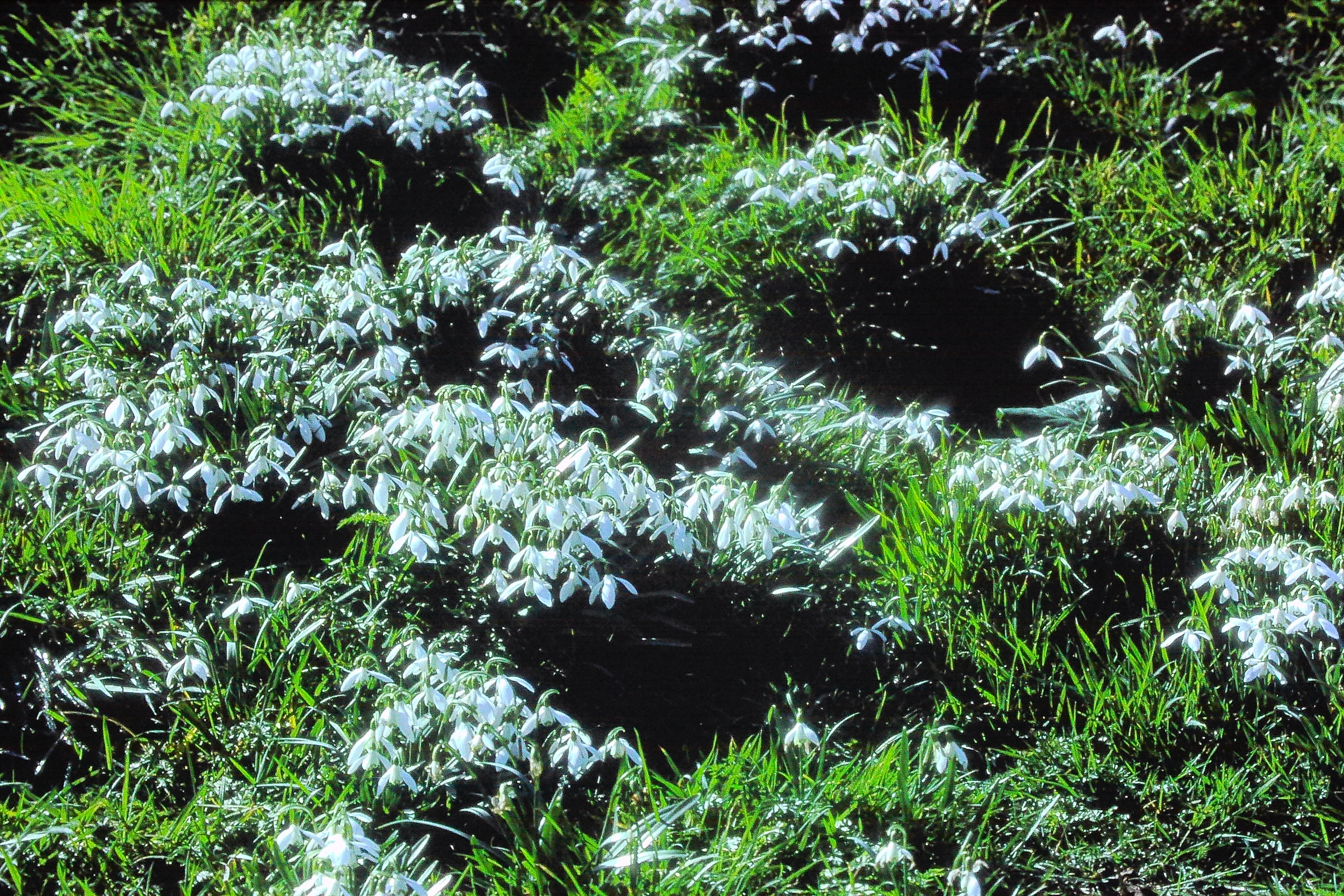galanthuselwesii290snowdropsinleedschurchyardinkentPICT02102a
