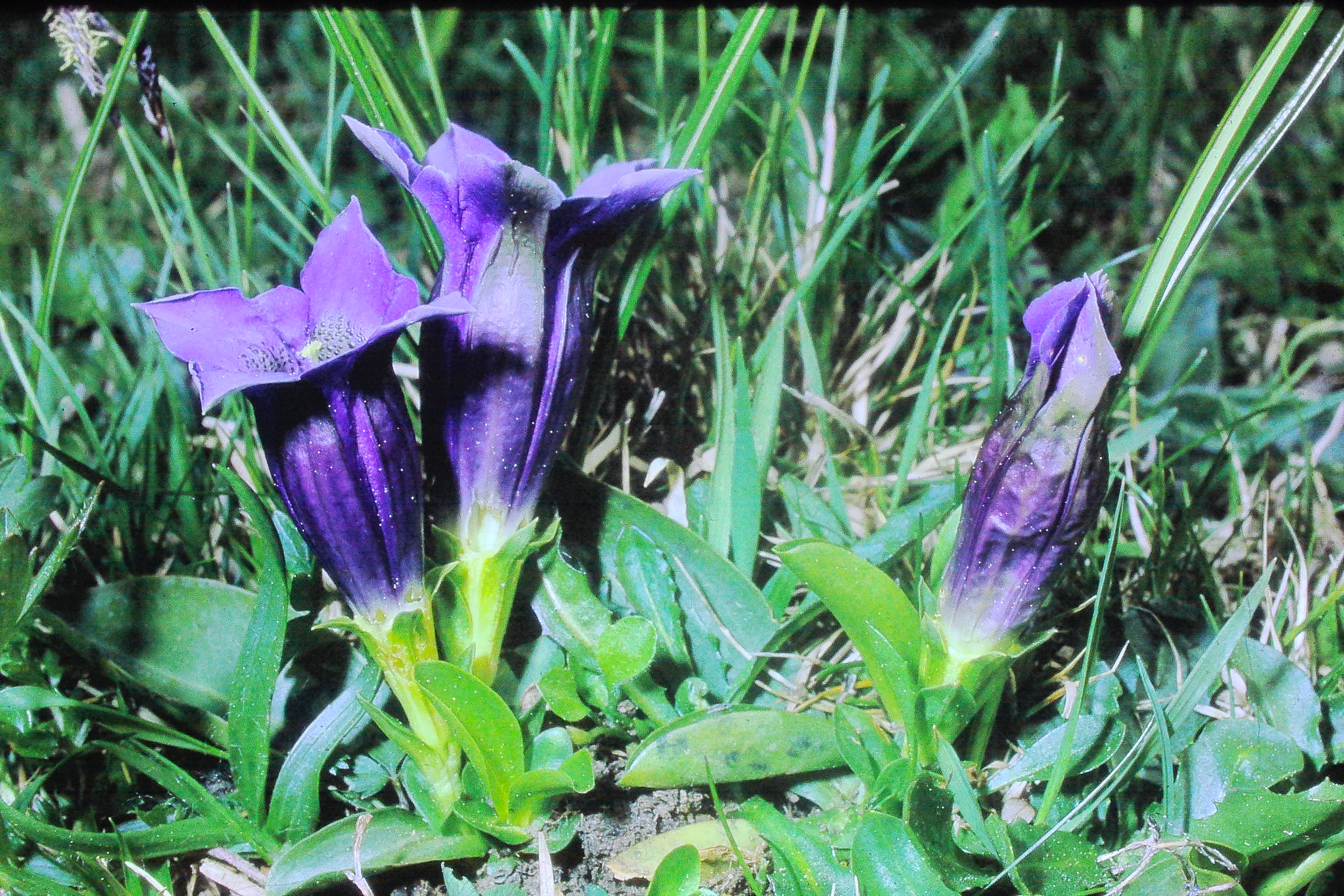 gentianakochiana16571liechensteinPICT02232a