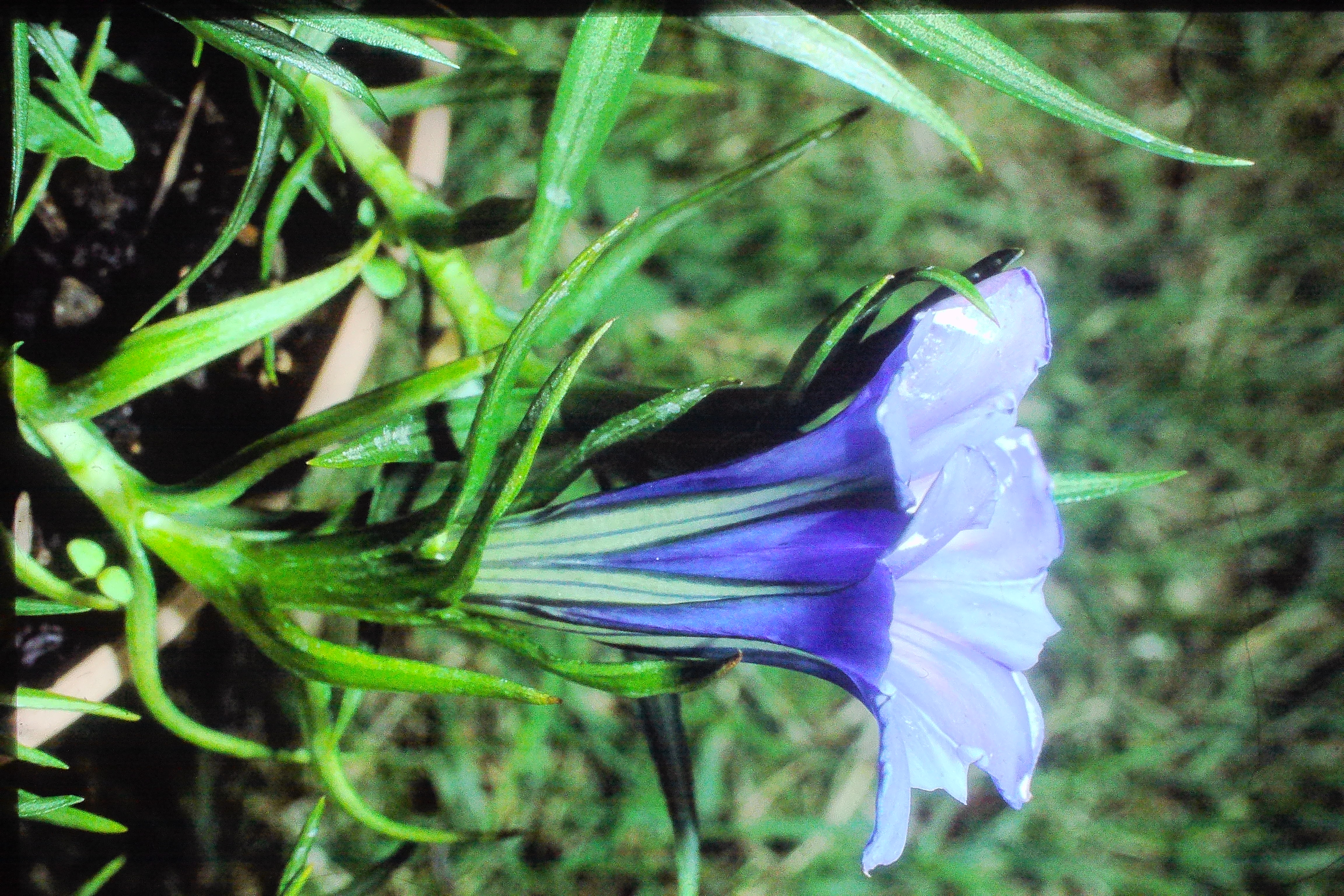 gentianasinoornata0989PICT02264a