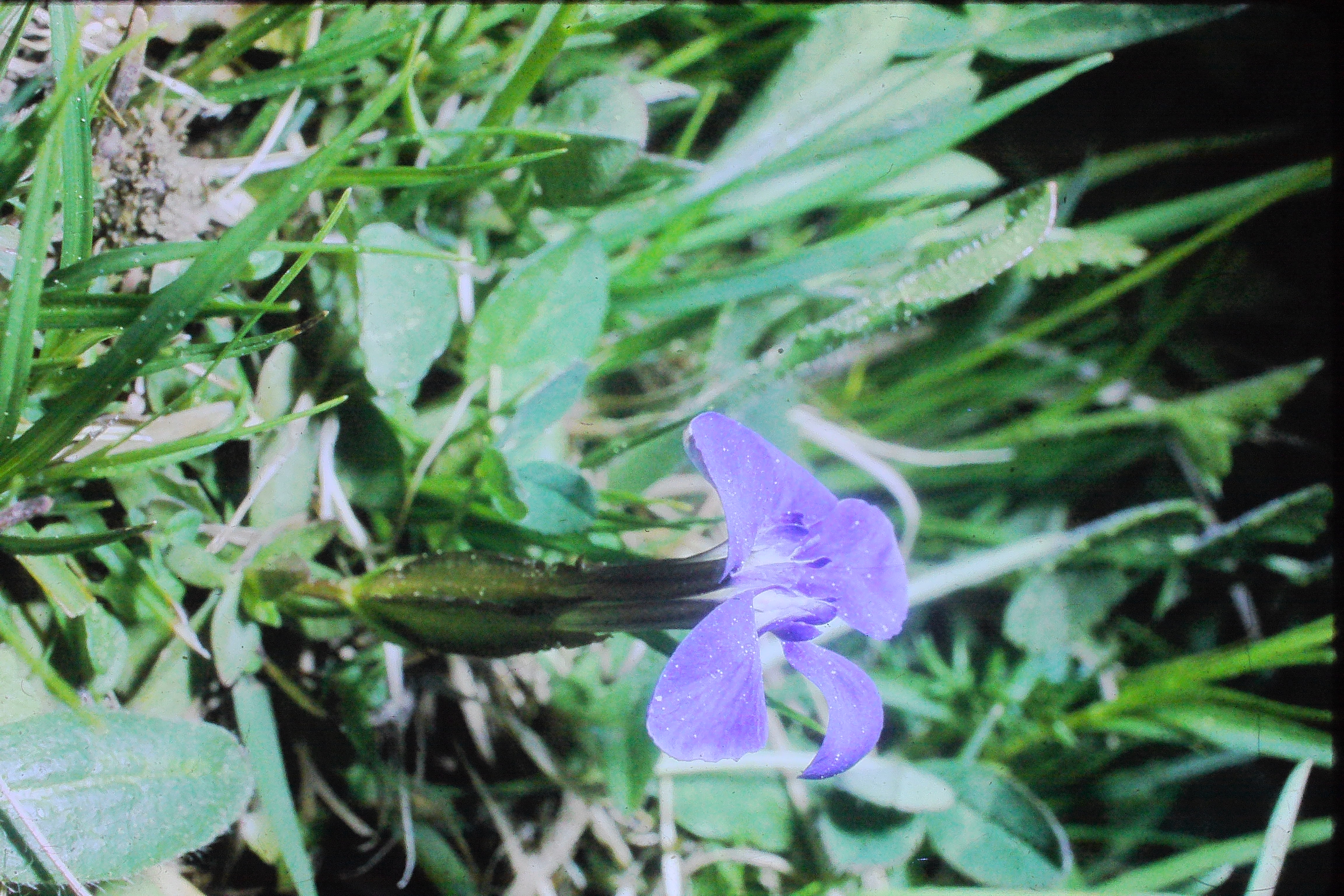 gentianaverna12571gafleiinliechtensteinPICT02276a