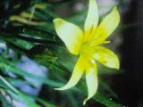 rrcPICT02082indexgagealutea15571inliechensteinfoord