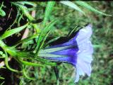 rrcPICT02264indexgentianasinoornata0989foord