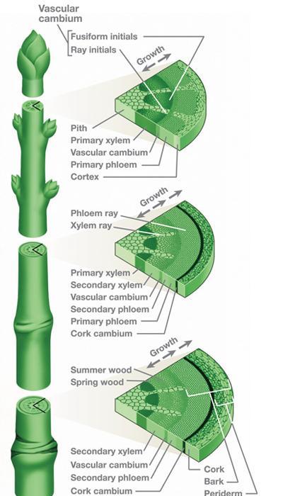 evergreentreediagram1a1a