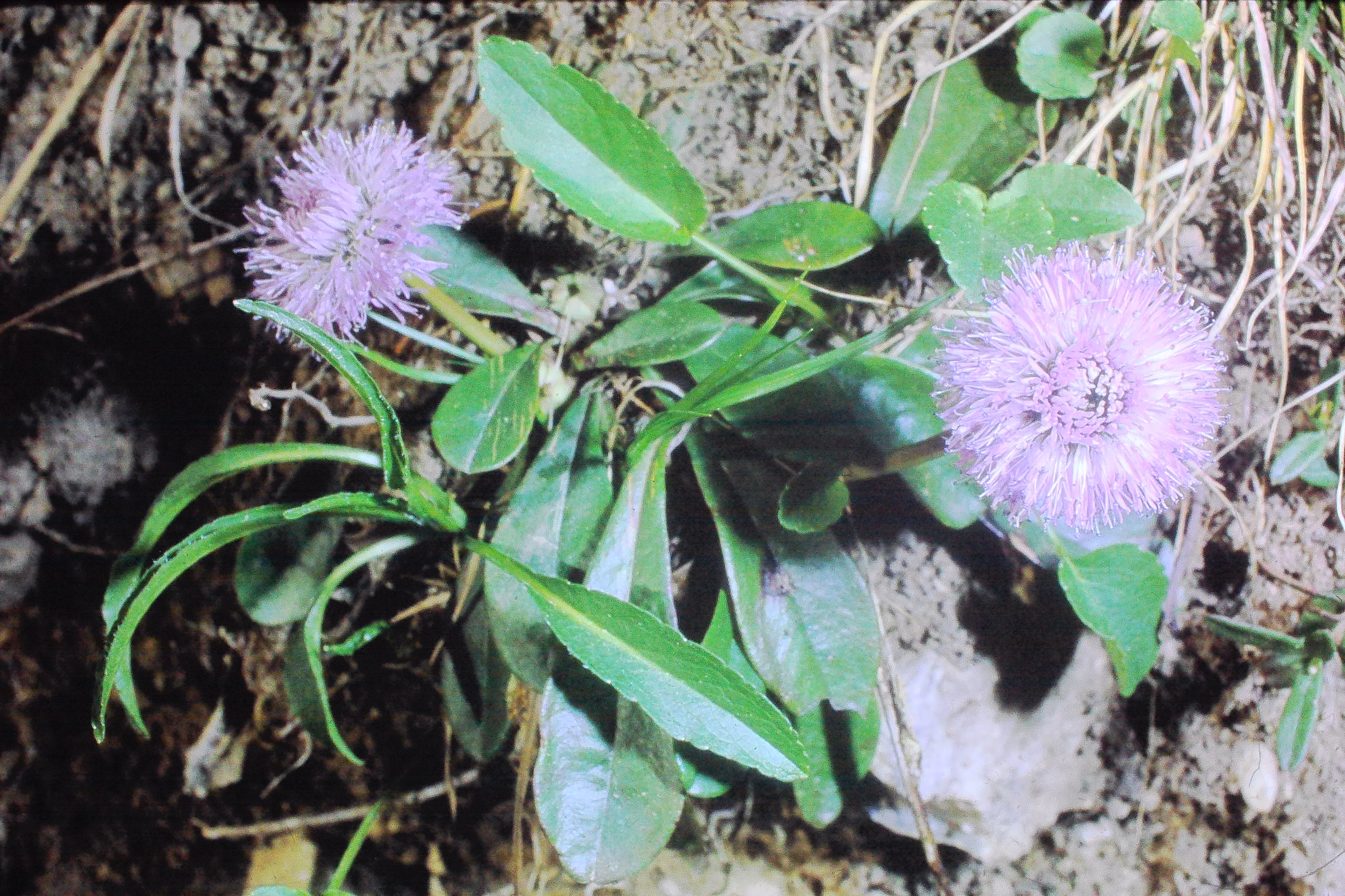 globularianudicaulis12571fromgafleiinliechensteinPICT02383a