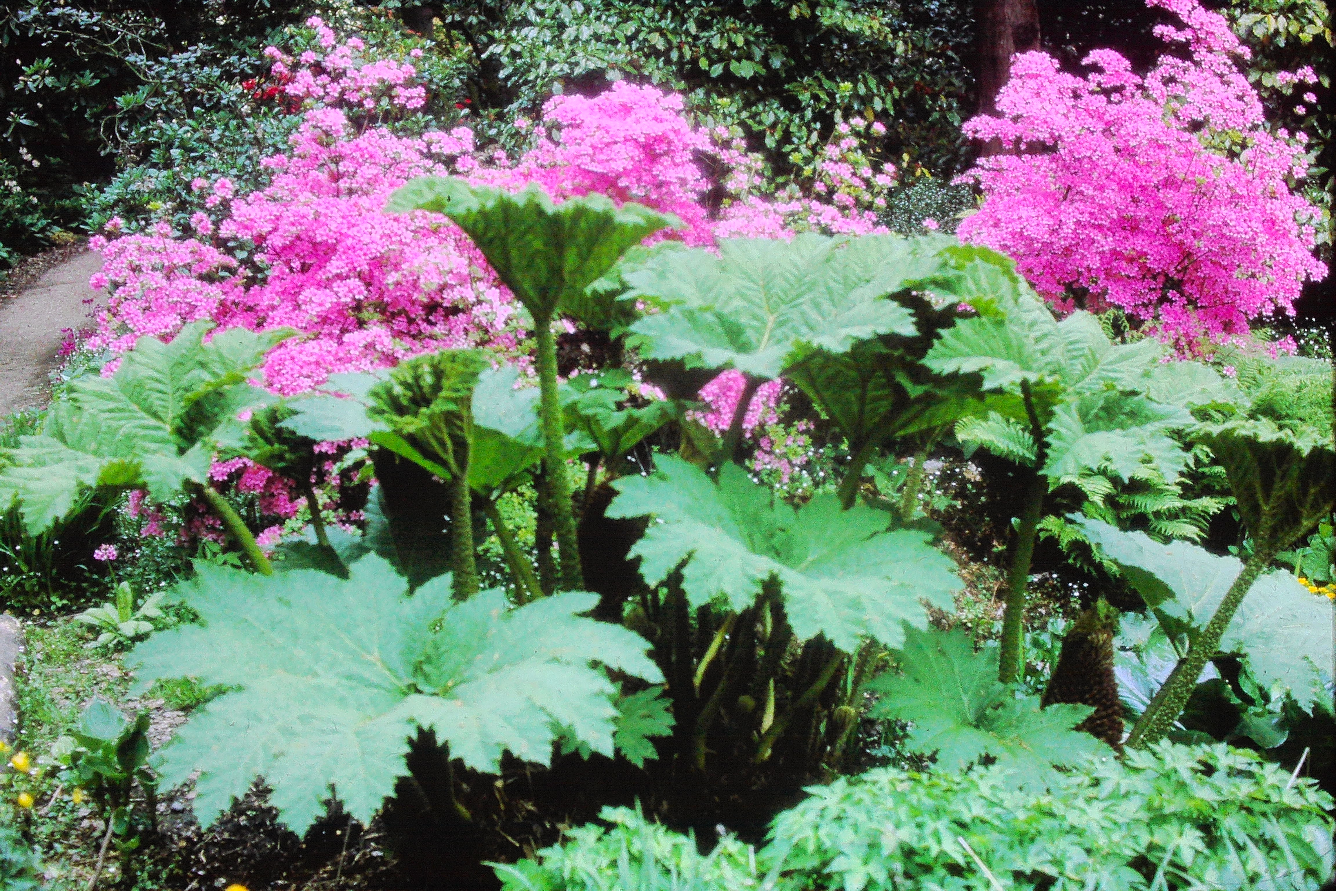 gunnerascabra23570wisleyPICT02389a