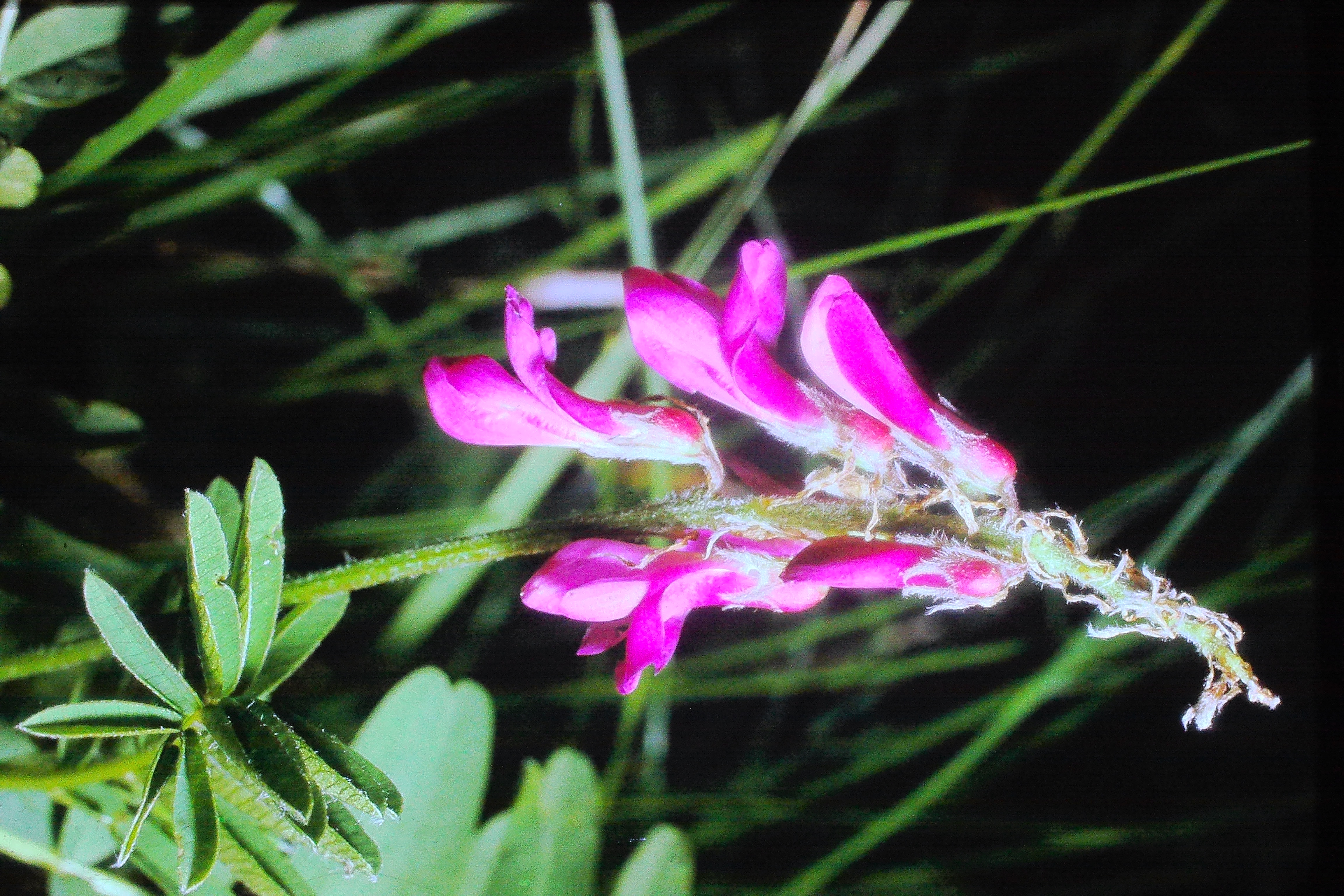 hedysarumobscurum15764alpinesainfoineinodsbachaustriaPICT02643a