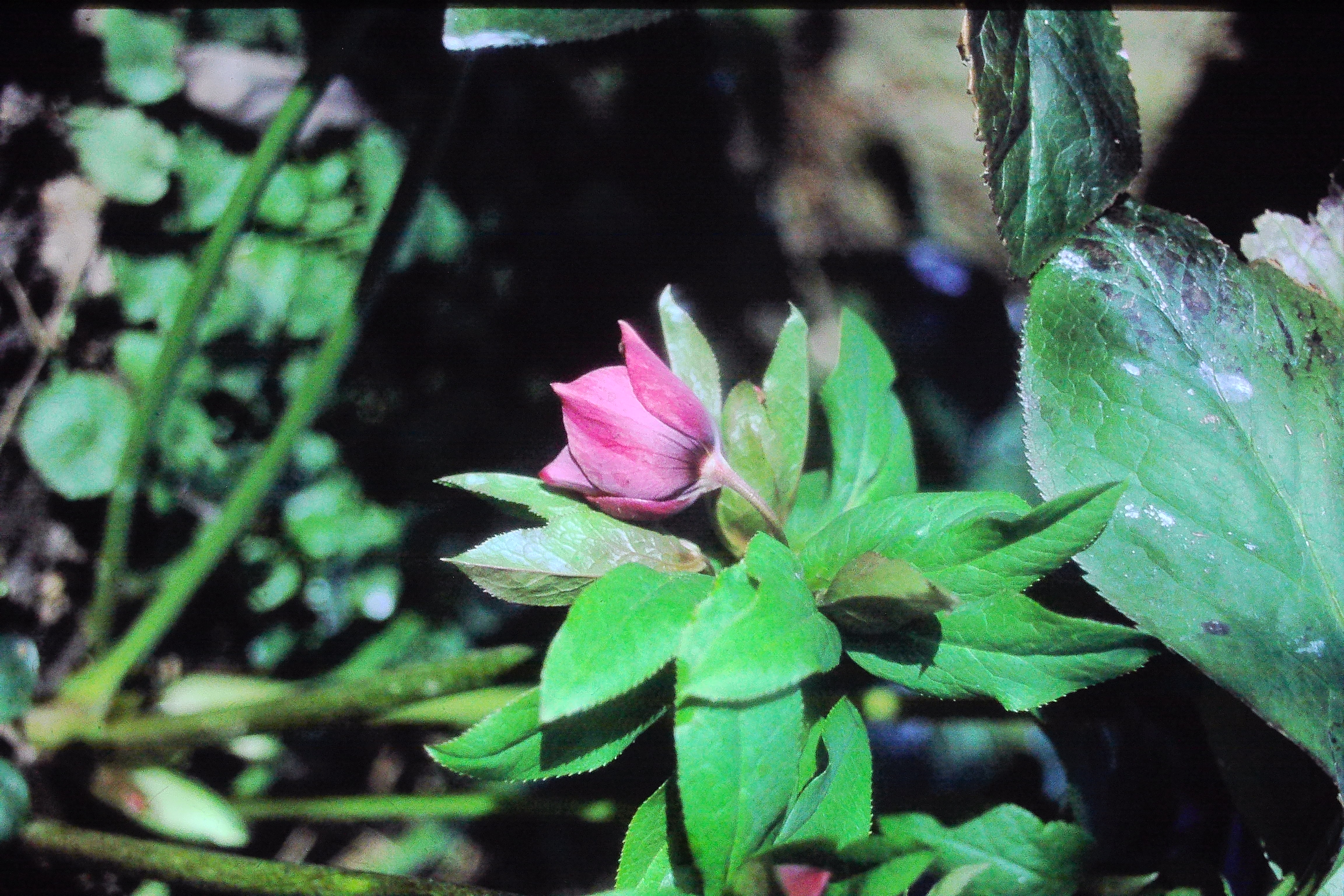 helleborusorientalisPICT02721a