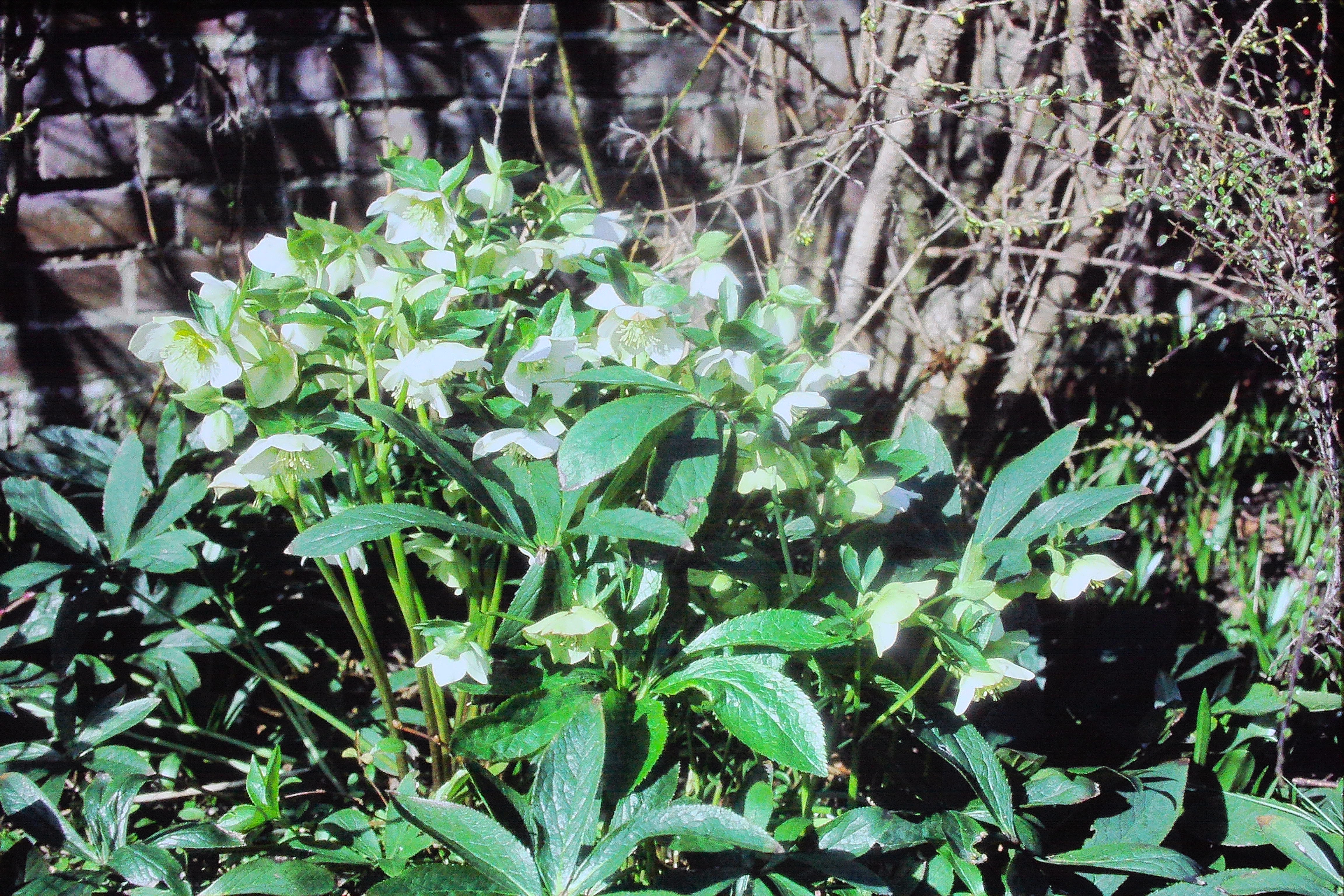 helleborusorientalislentenrosePICT02714a