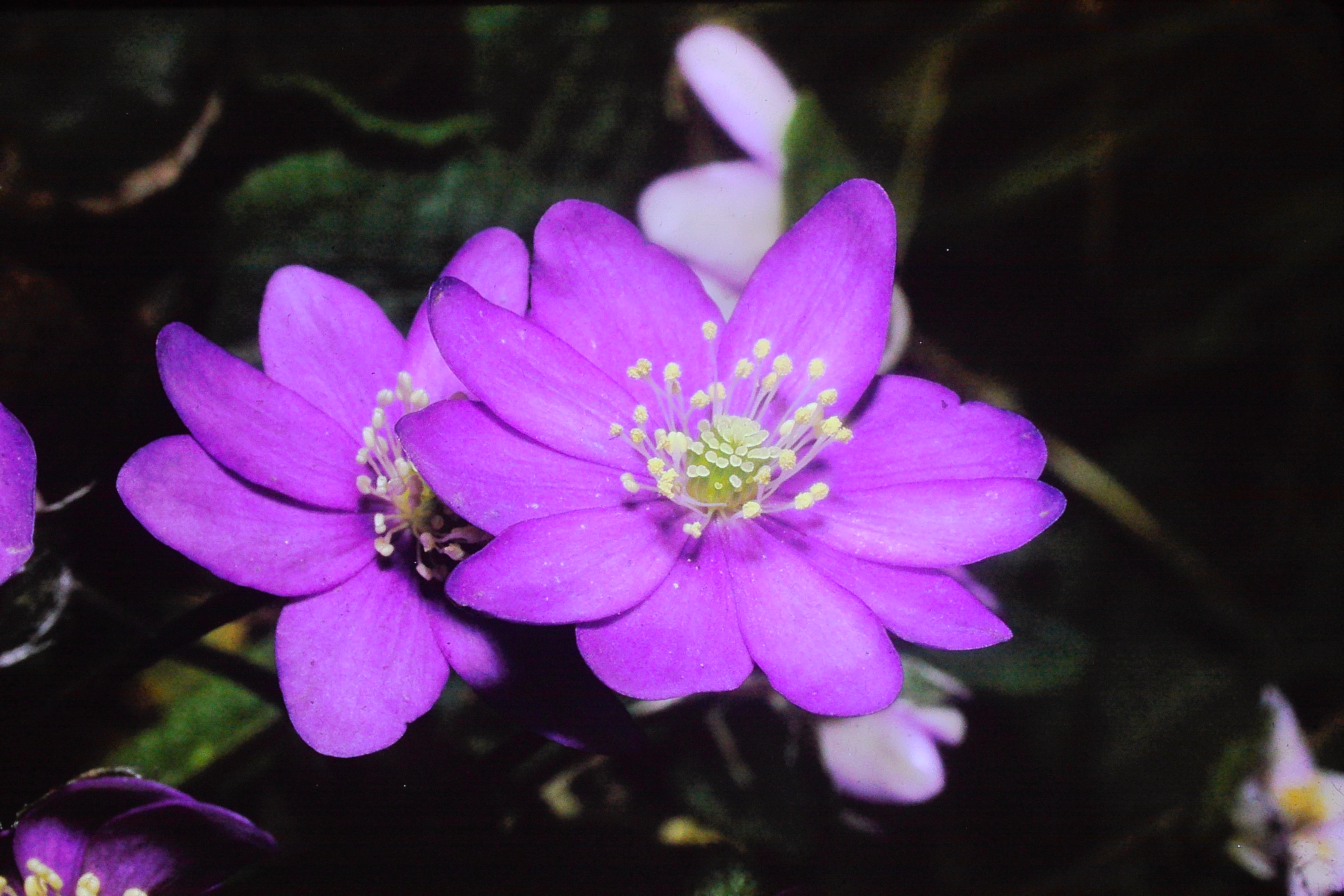 hepaticatrilobamar74PICT02734b