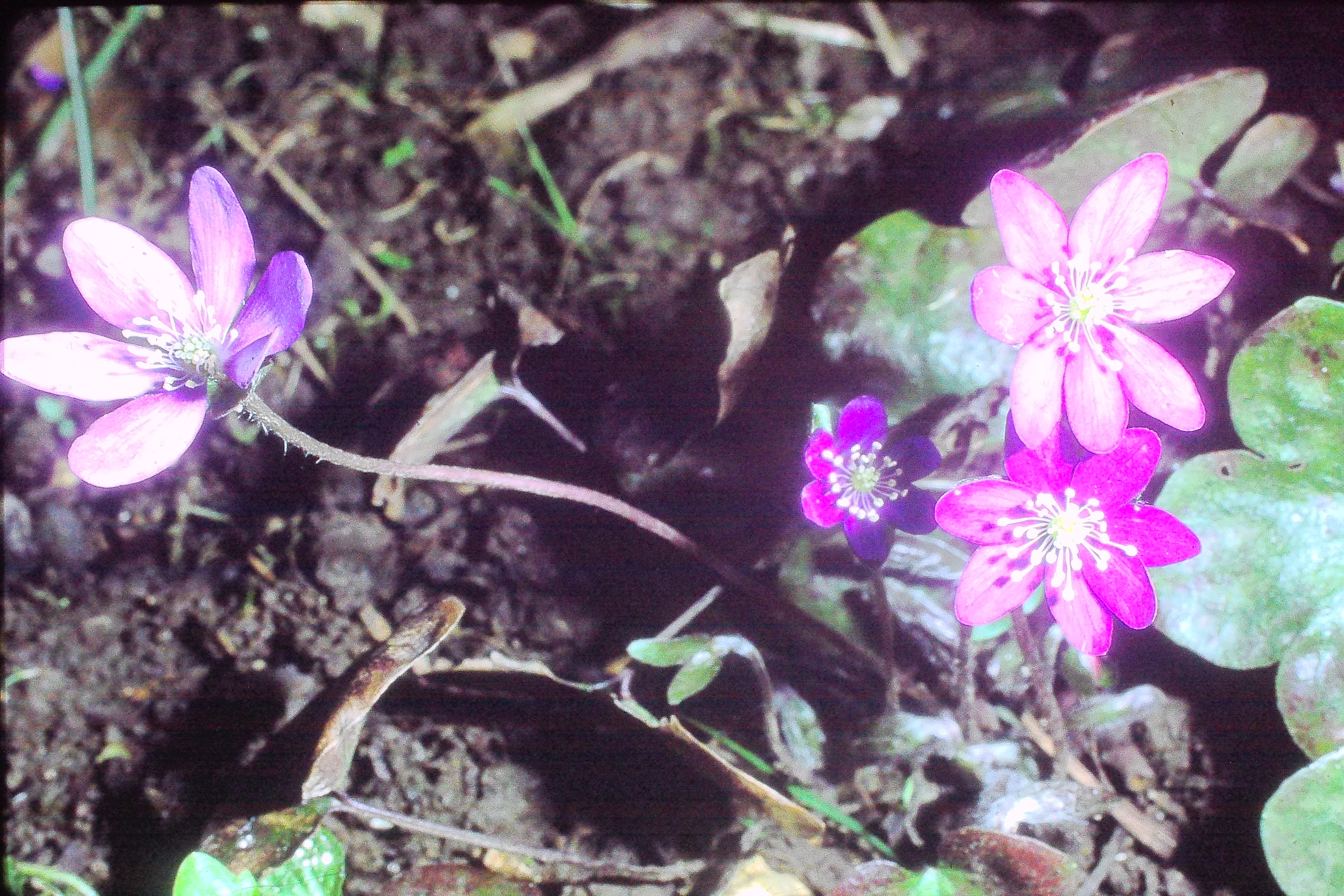 hepaticatriloba0486PICT02742a