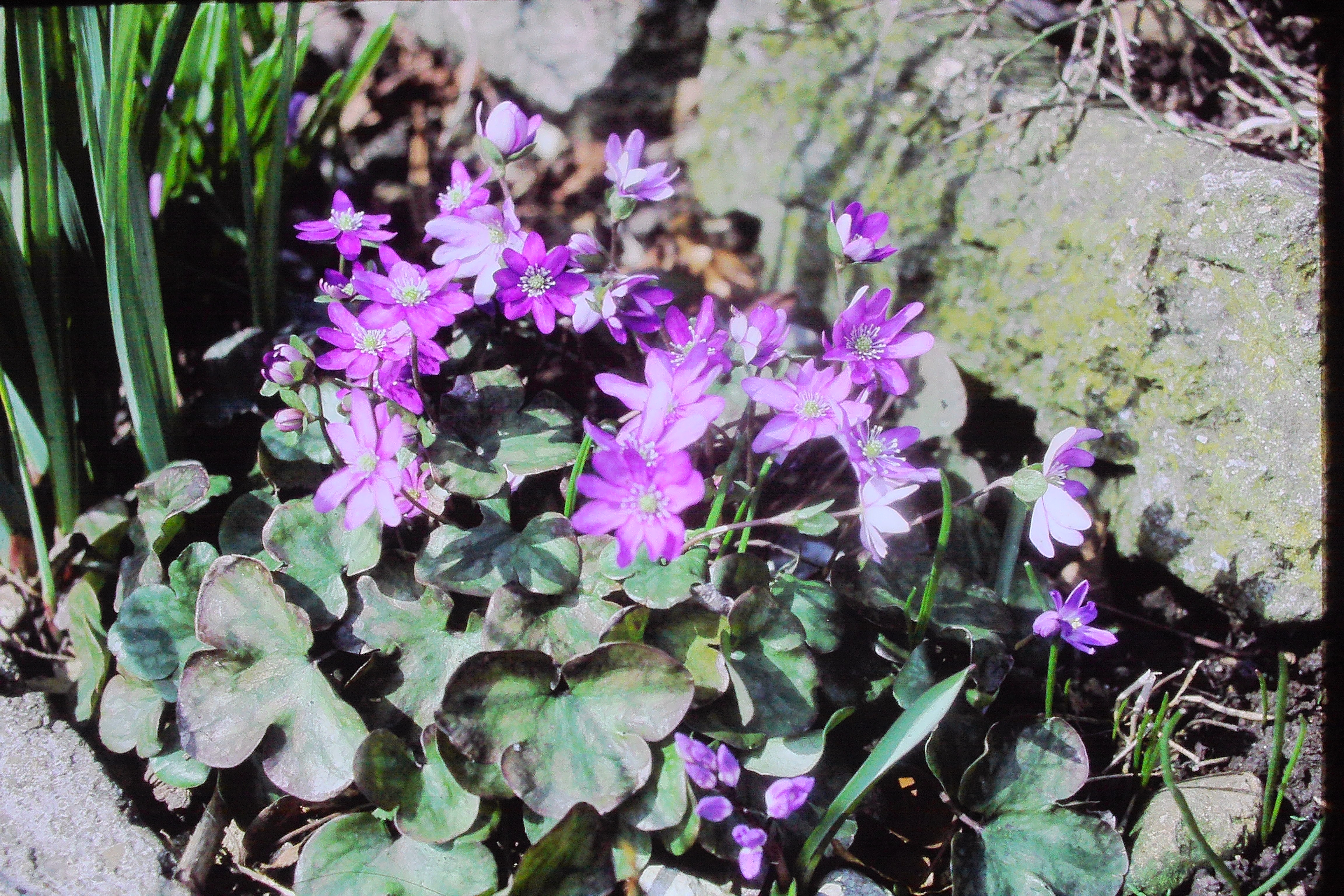 hepaticatriloba0486PICT02746a