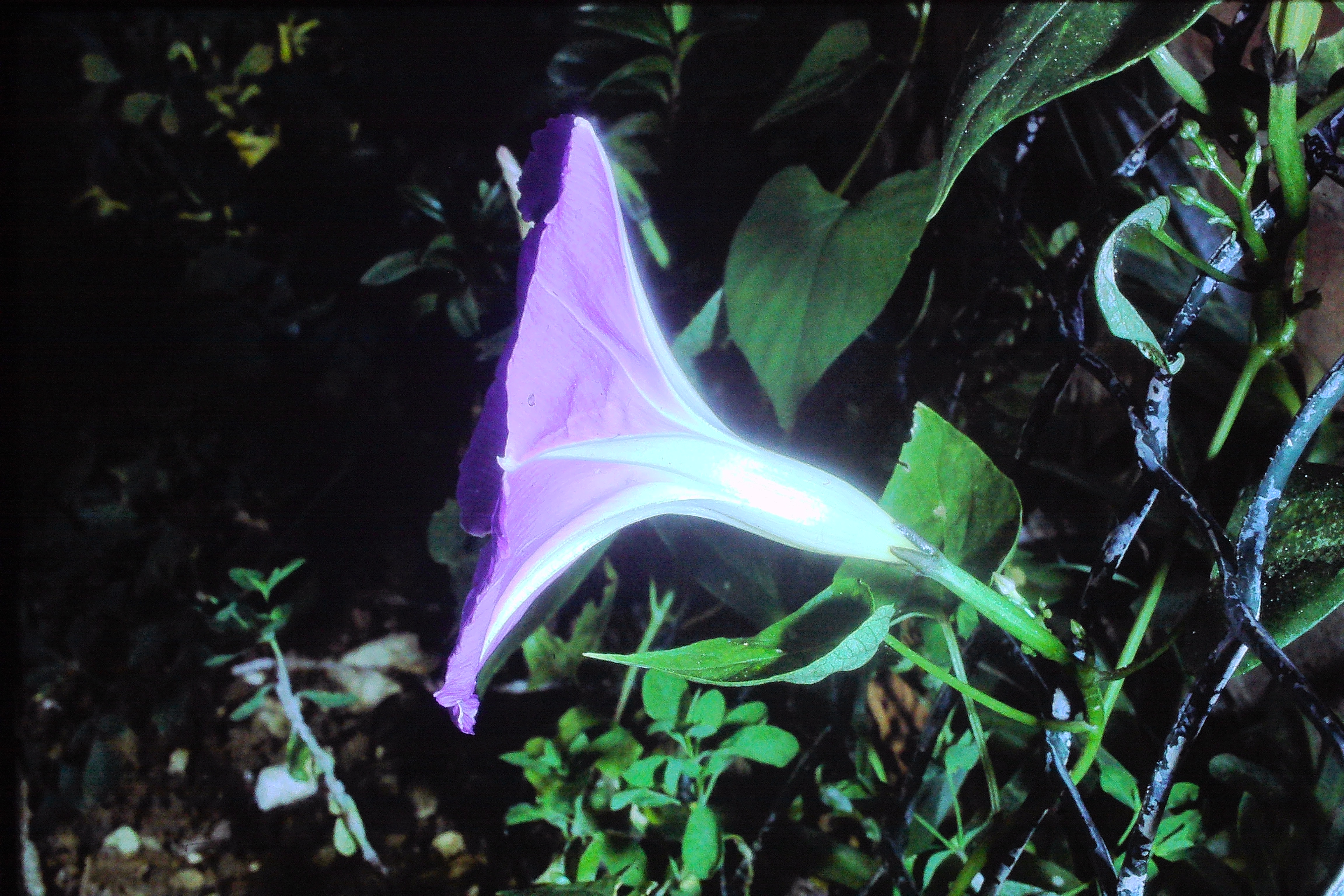 ipomoeiatricolorsep78morninggloryPICT02845