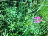rrcPICT02641indexhedysarumhedysaroides15764alpinesainfoineinodsbachinaustriafoord