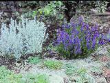 rrcPICT02678indexhelichrysumsplendidumandhyssopsofficinalisfoord
