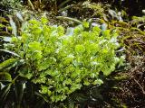 rrcPICT02688indexhelleboruscorsicusmar74foord