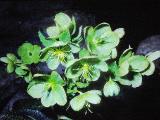 rrcPICT02690indexhelleboruslividudcorsicusmay69foord